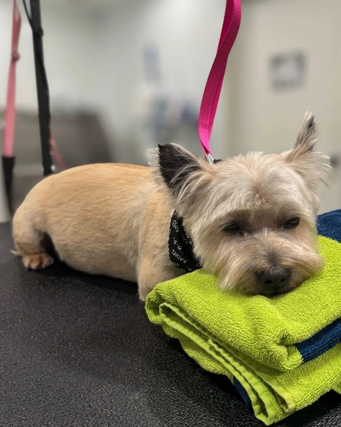 𝗪𝗮𝗿𝗻𝗶𝗻𝗴: Spaw time may cause extreme relaxation.

We consider that the highest compliment. 🥹

#barkbarkdaycareandgrooming #wherecooldogsgo #groomersofinstagram #spawtime #signalhill