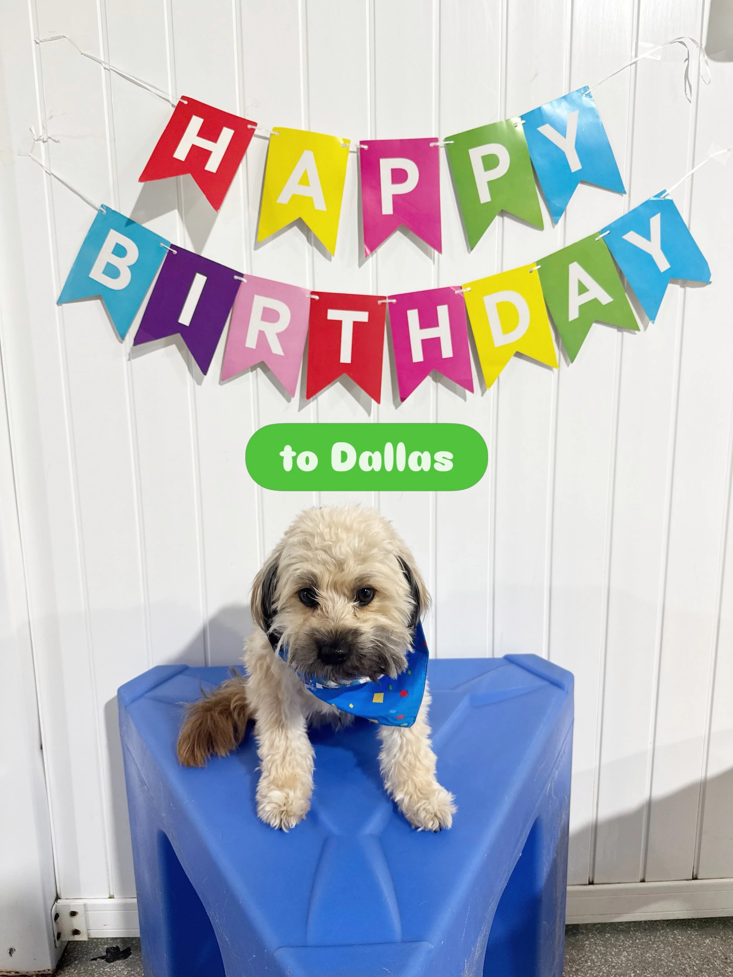 Happy Birthday, Dallas! 💚

Thanks for bringing so much fun and happiness to the bark! bark! family. We love having you here!

#barkbarkdaycare #wherecooldogsgo #birthdaypawty #dogslaycare #signalhill