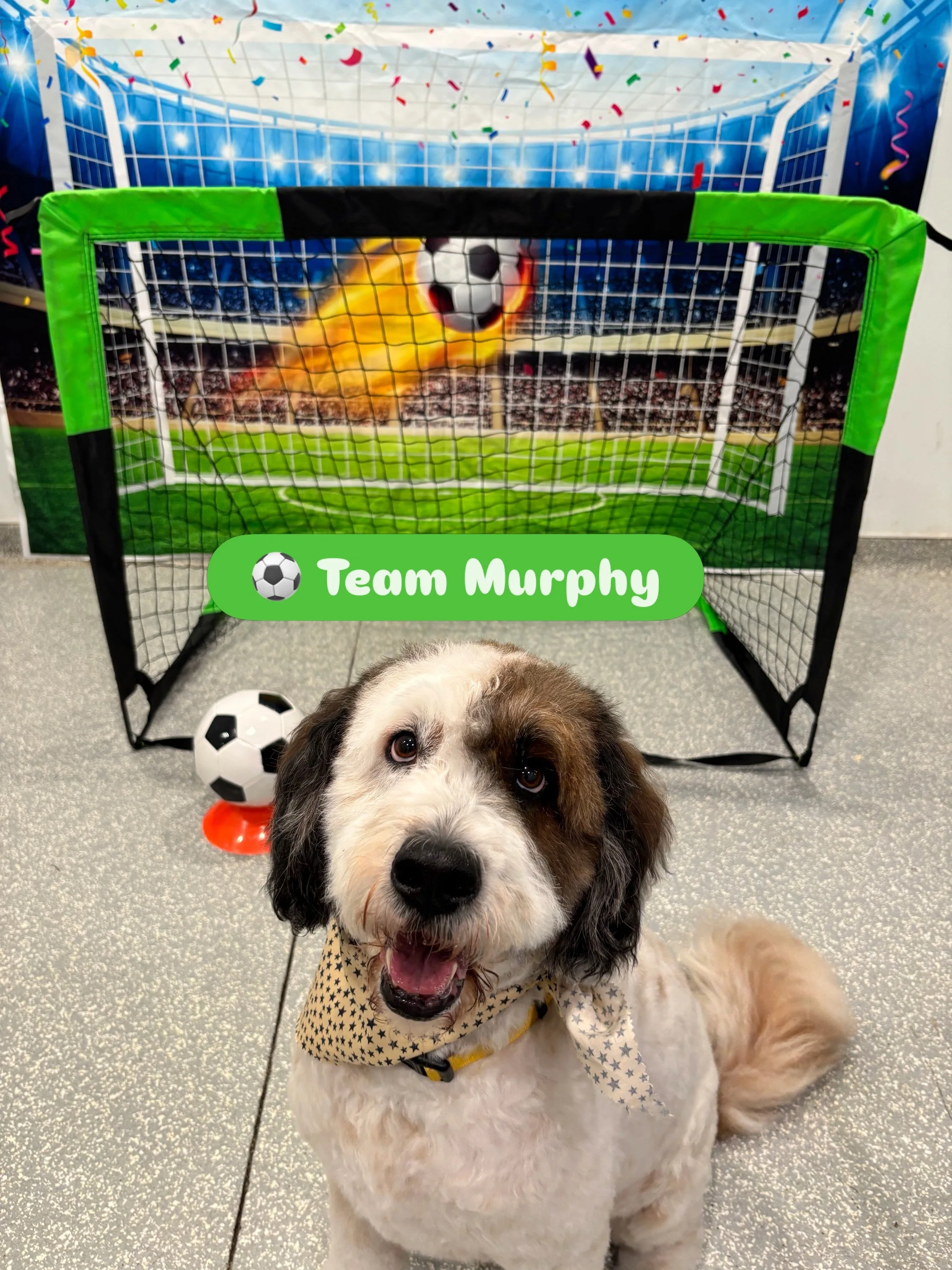 Our bark! bark! World Pup is happening. Check out the different teams playing today. 

#barkbarkdaycare #fifa #worldpup #dogdaycarelife #signalhill