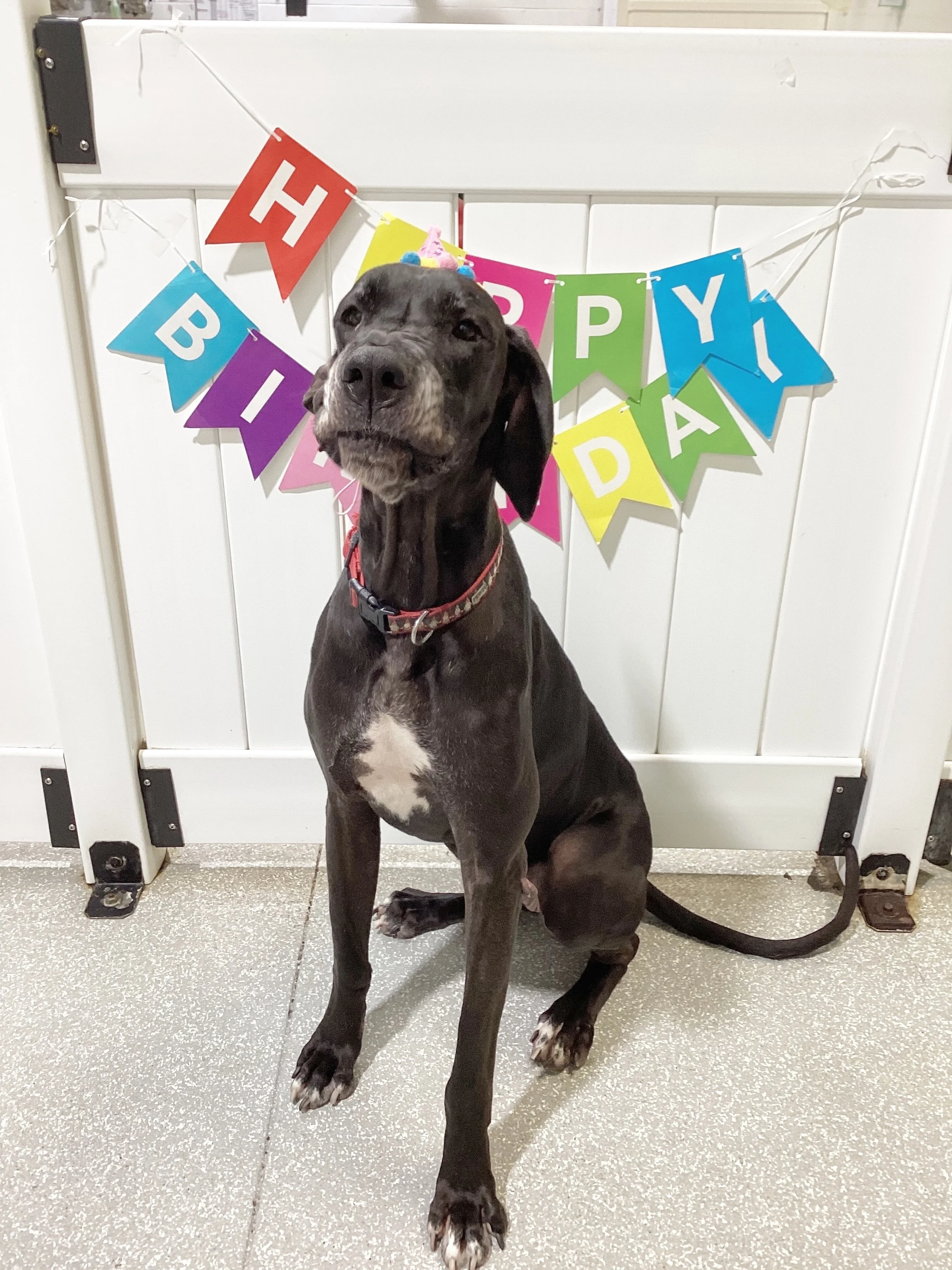 Happy birthday to the one and only Lea!  This Great Dane is the heart and soul of bark! bark!

Check out her many faces. ☺️😜😁👅

#barkbarkday #wherecooldogsgo #birthdaygirl #happybirthday #signalhill