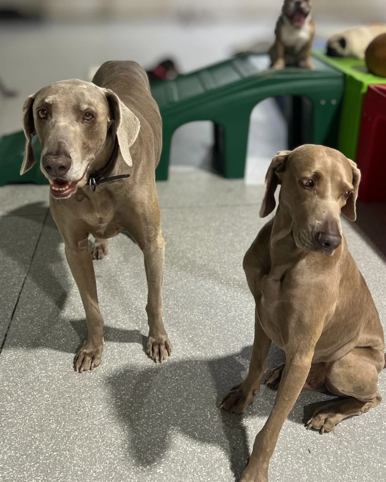 On Mondays we twin! 👯&zwj;♀️ 

#barkbarkdaycare #twinning  #wherecooldogsgo #dogdaycare #signalhill