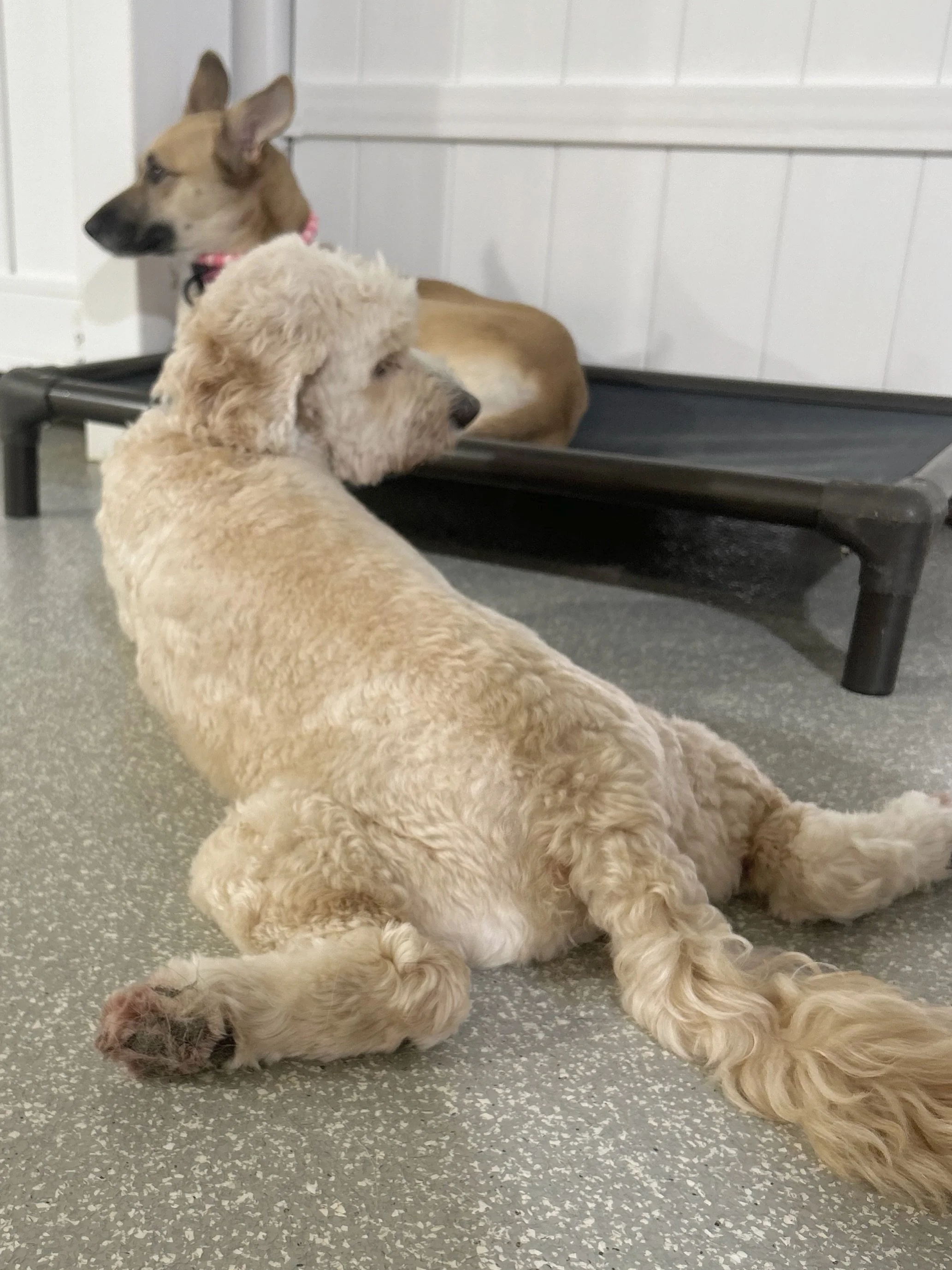 Well this looks like a good place to sploot. 😂

#barkbarkdaycare #wherecooldogsgo #splootsofinstagram #dogdaysofsummer☀️ #signalhill