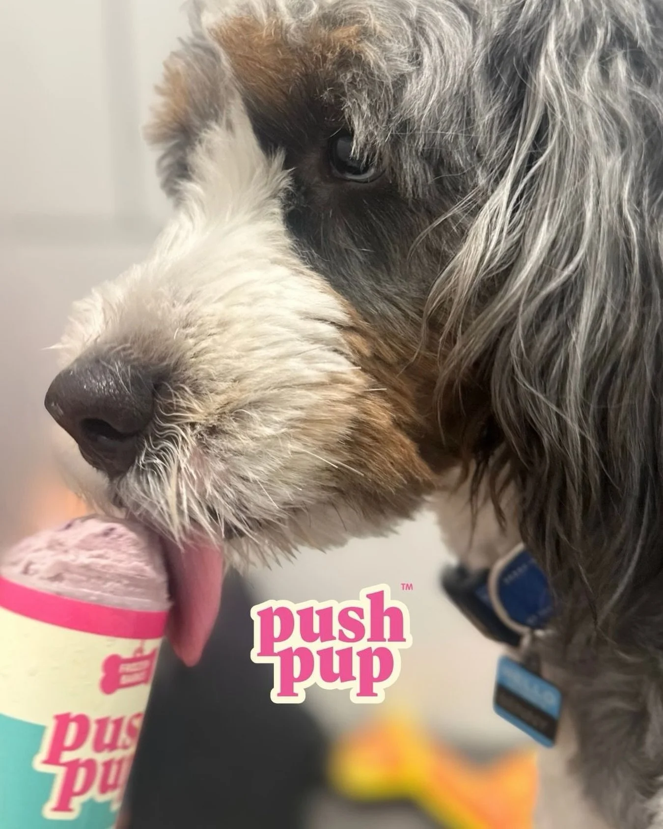 Please take a moment for Benny and his frozen @pushpupofficial 

Add one to your pup&rsquo;s daycare, grooming or overnight stay for $5 while supplies last!

#barkbarkdaycare #dogdaycarelife #pushpup #pupscicle #signalhill