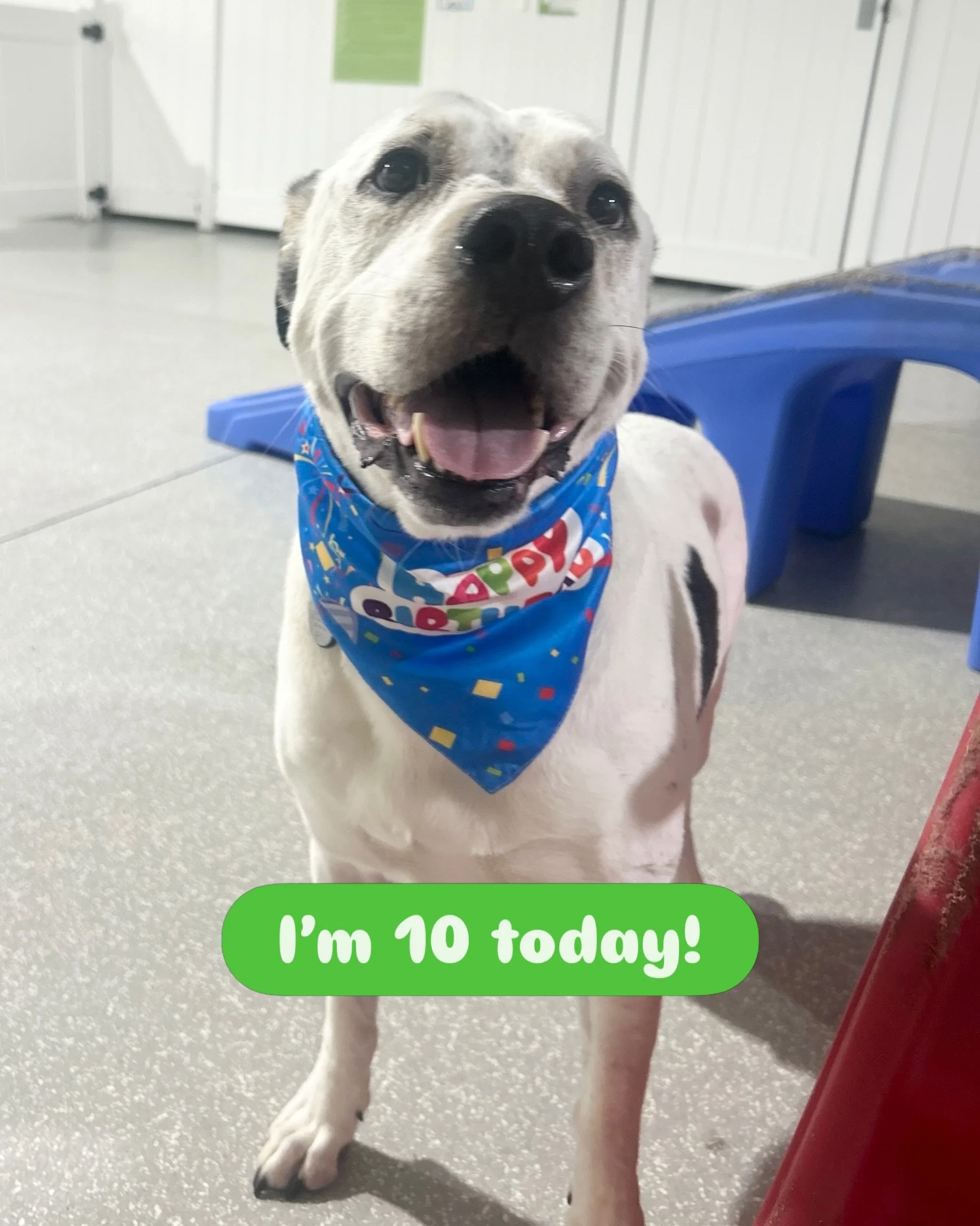 Happy Birthday, Harley! 🎉 Thank you for spending your special day with us ❣️

#barkbarkdaycare #wherecooldogsgo #daycarebirthday #turning10yearsold  #signalhill