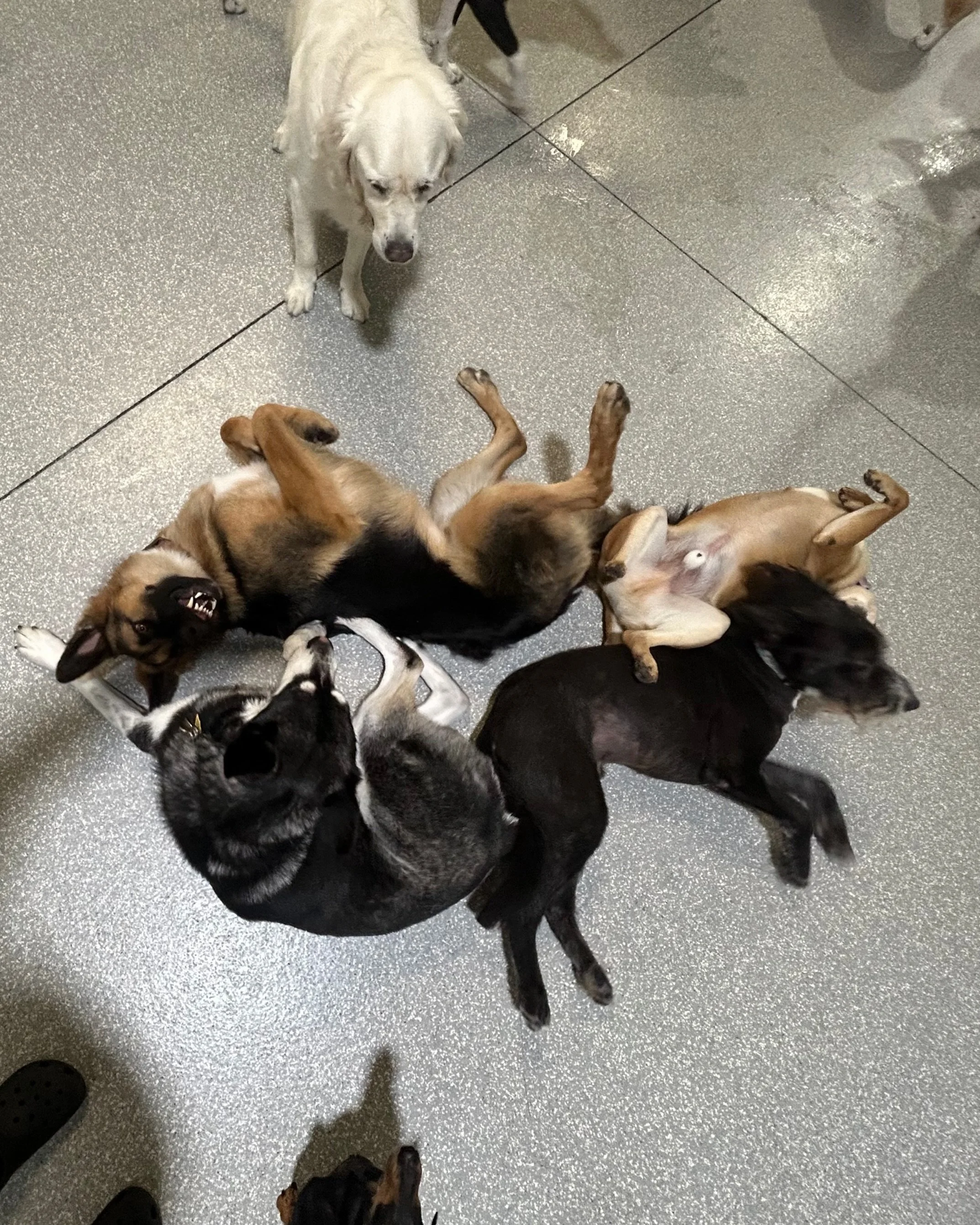 THIS is a dog pile! 🤭

#barkbarkdaycare #whereCOOLdogsgo #dogdaycare #dogpile #signalhill