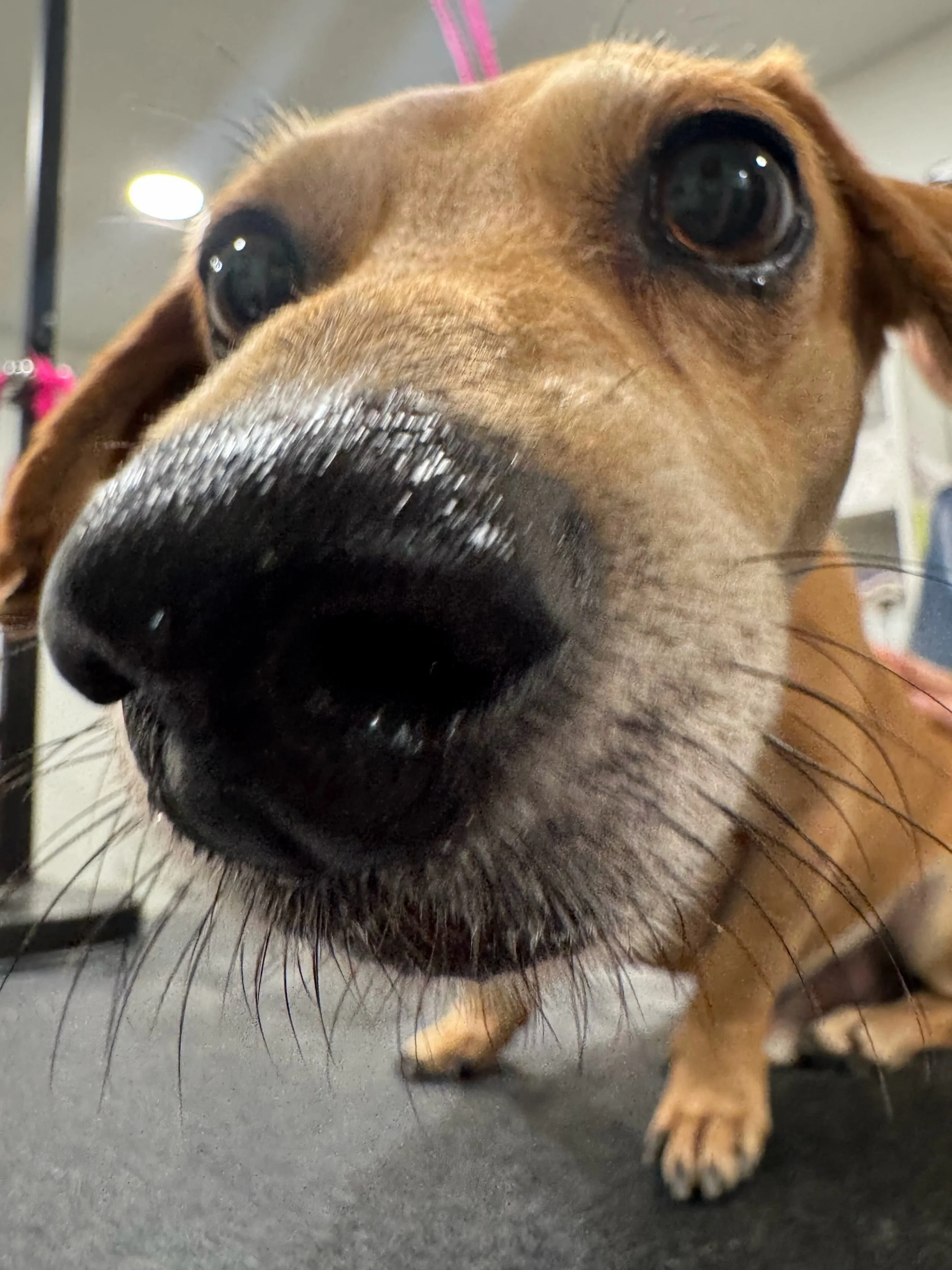 Up close with Nigel. 😉

#barkbarkdaycare #wherecooldogsgo #upclosewithNigel #dogdaycarelife #signalhill