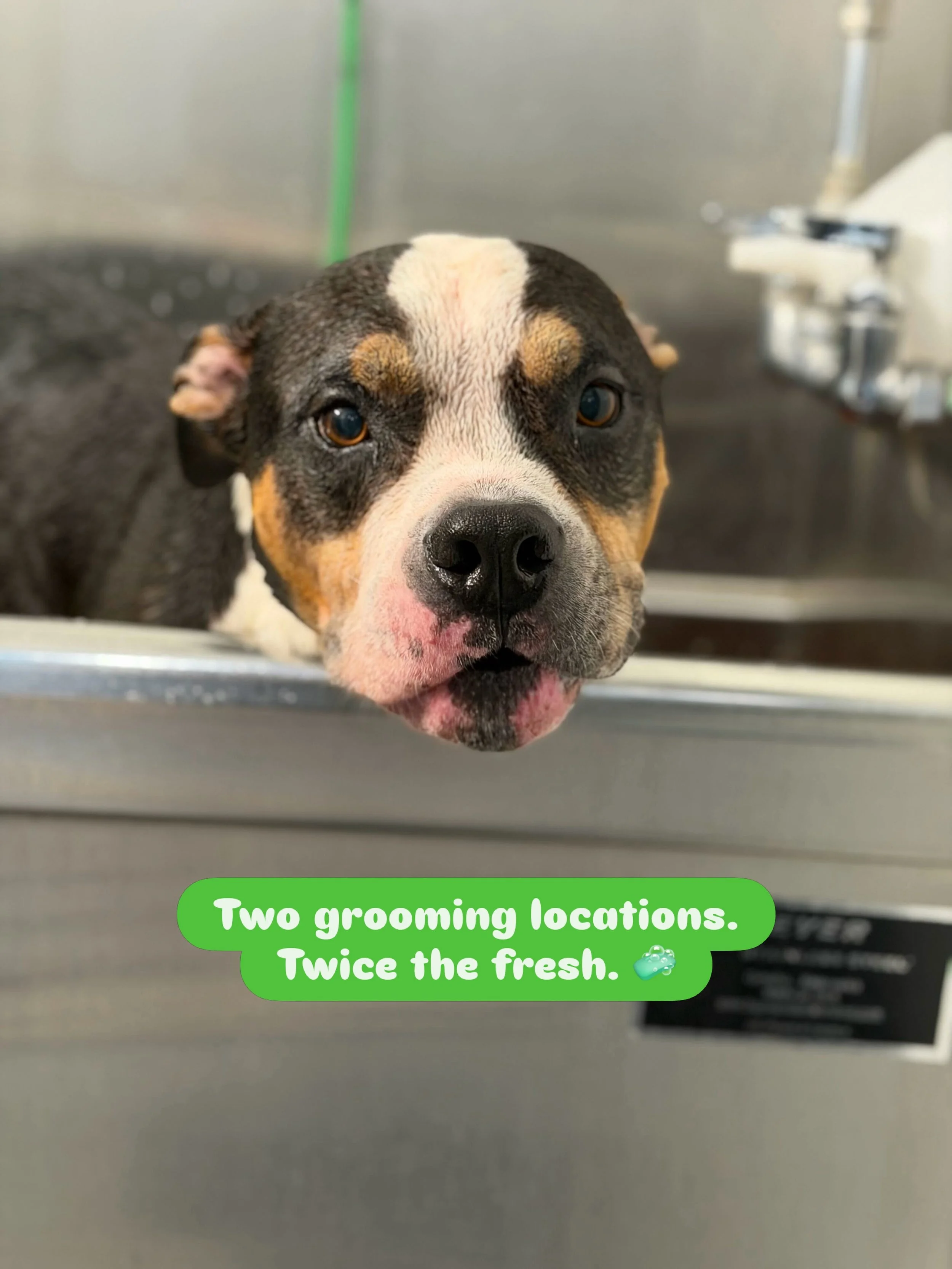 Ready for a glow-up? 🛁 

Grooming is available at both bark! bark! locations:
💚 #signalhill | 562-427-3655
💚 #belmontshore | 562-200-0275

Book your pup&rsquo;s spaw day today! 🗓️

#barkbark #wherecooldogsgo #groomersofinstagram