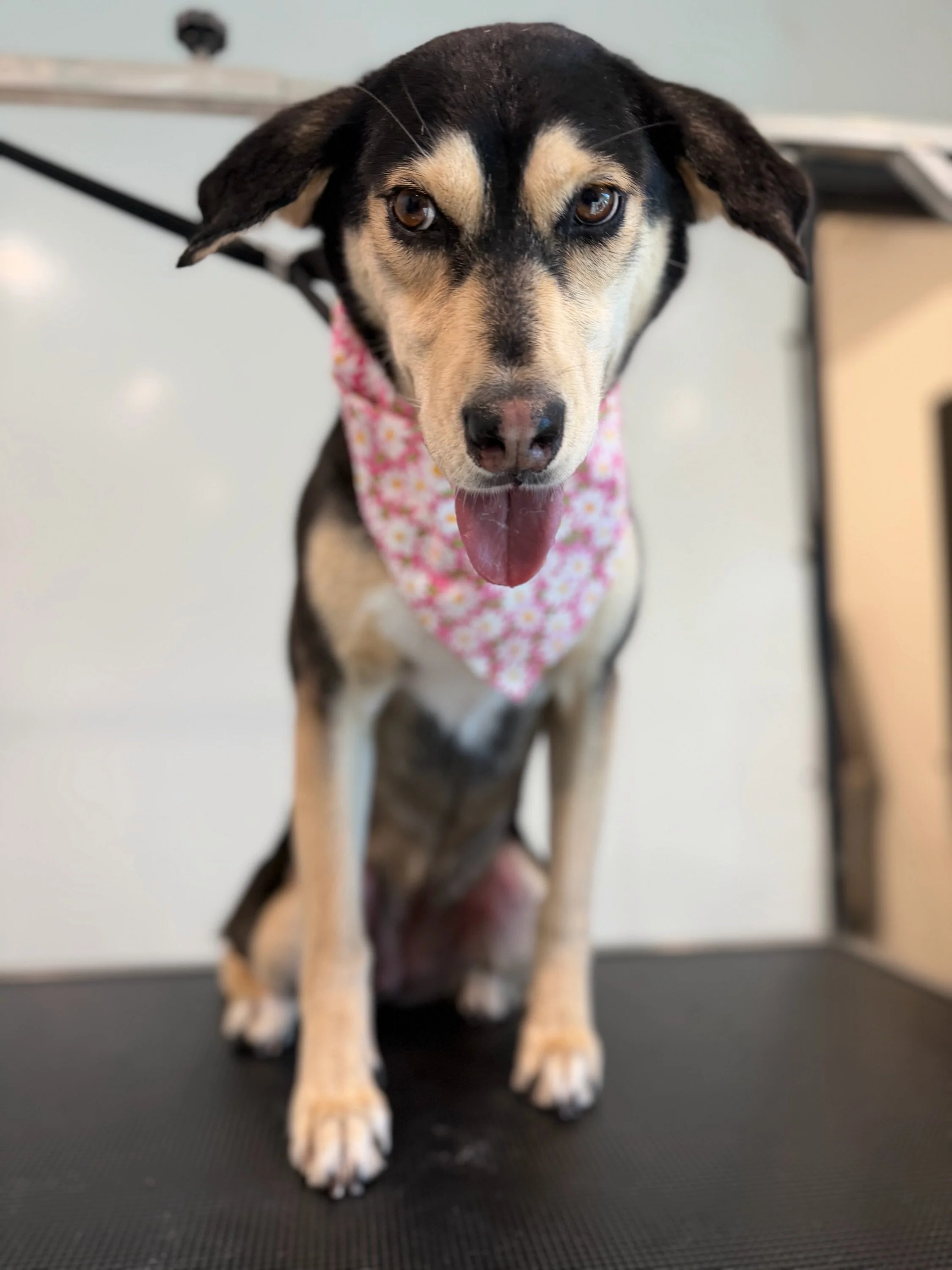 New bandana, who dis? ✨

Because no bark! bark! glow-up is complete without a little something extra. 

#barkbarkdaycareandgrooming #groomersofinstagram #wherecooldogsgo #pupglowup #signalhill