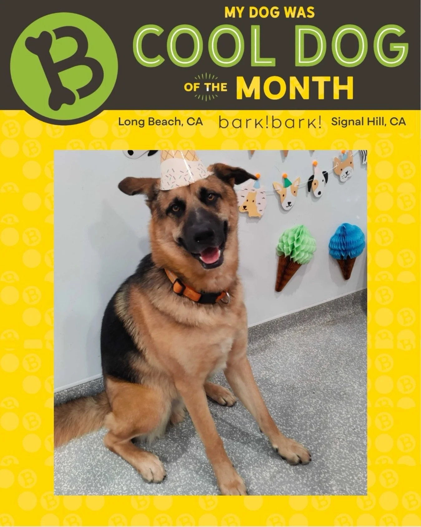 Hi, I&rsquo;m 𝗠𝗮𝗻𝗱𝗼! Every day I come to bark! bark! with my tail wagging and ready to say hello to all my favorite humans and pup friends. I love running, playing, and making new buddies.⁣
⁣

#barkbarkdaycare #wherecooldogsgo #dogdaycarelife #c