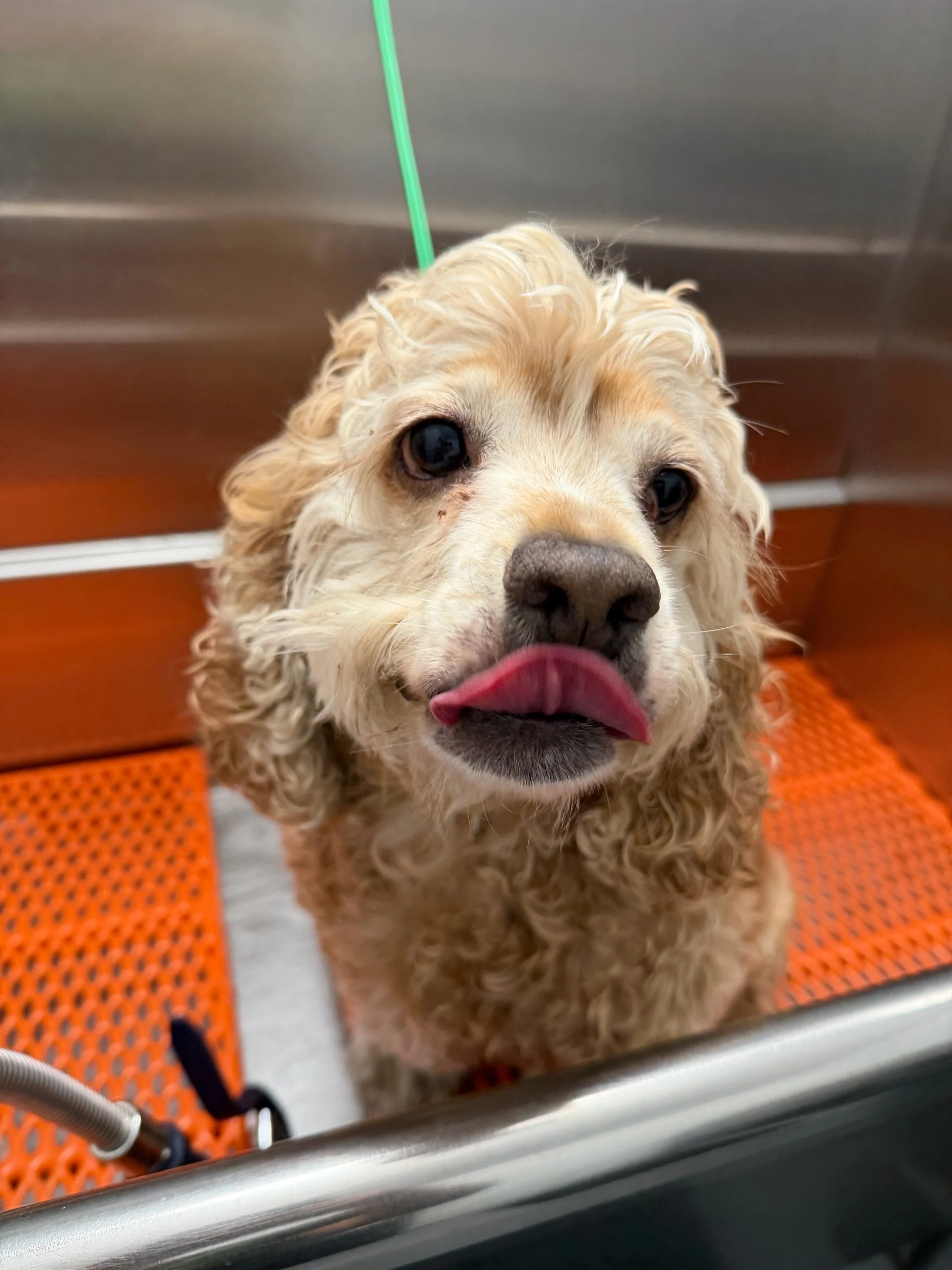 Sunny is ready for her bath! 🛁 And&hellip;all smiles! 😃

Book your grooming appointment in the bio or call 562-427-3655📱

#barkbarkdaycareandgrooming #wherecooldogsgo #groomersofinstagram #sunnysideup signalhill
