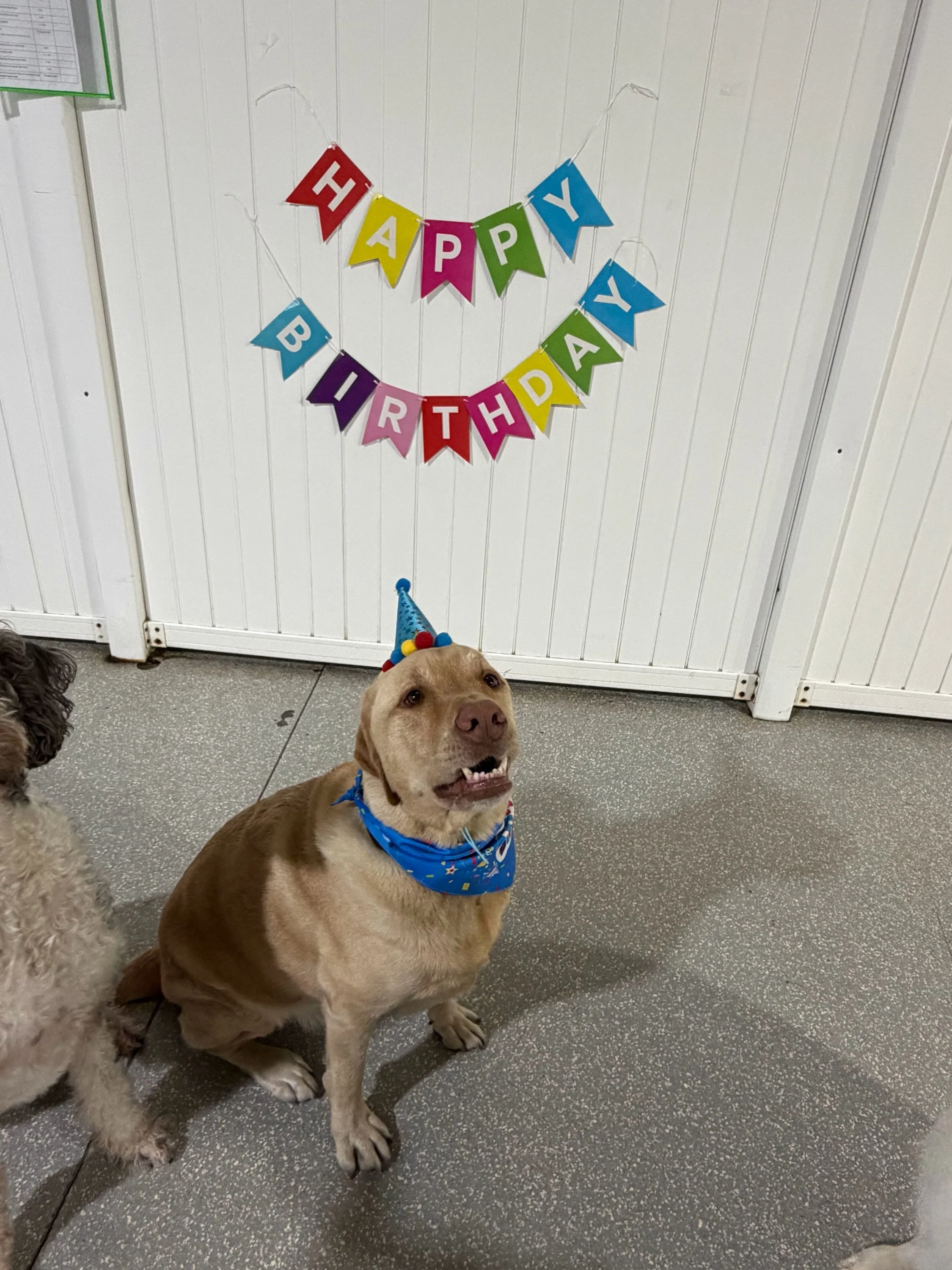Happy 5th Birthday to Mylo! Your friends are ready to celebrate! 🥳 

#barkbarkdaycare #wherecooldogsgo #birthdaypawty #signalhill