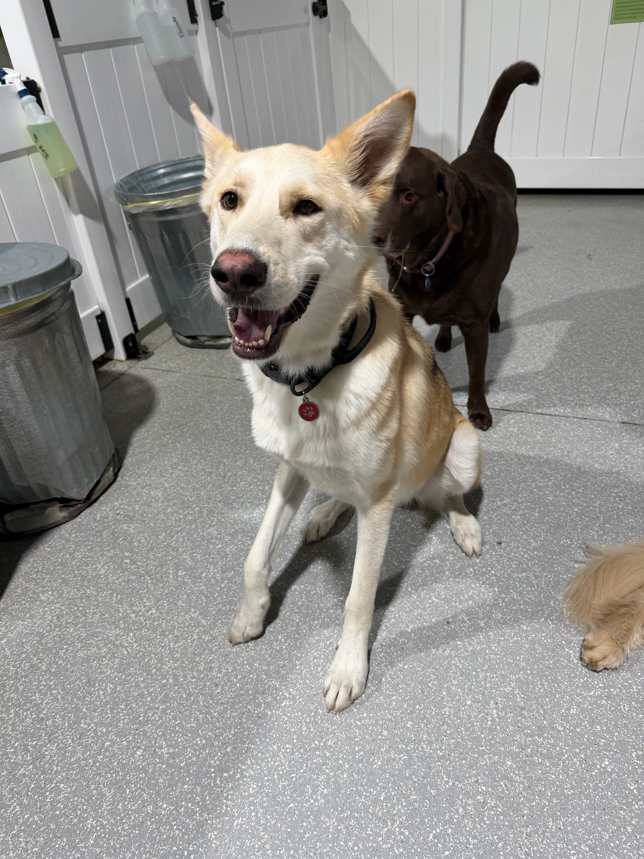 Friday feels hit different at daycare. ✨

Good friends, big smiles, zero responsibilities.

#barkbarkdaycare #doggydaycare #wherecooldogsgo #fridayfeels #signalhill