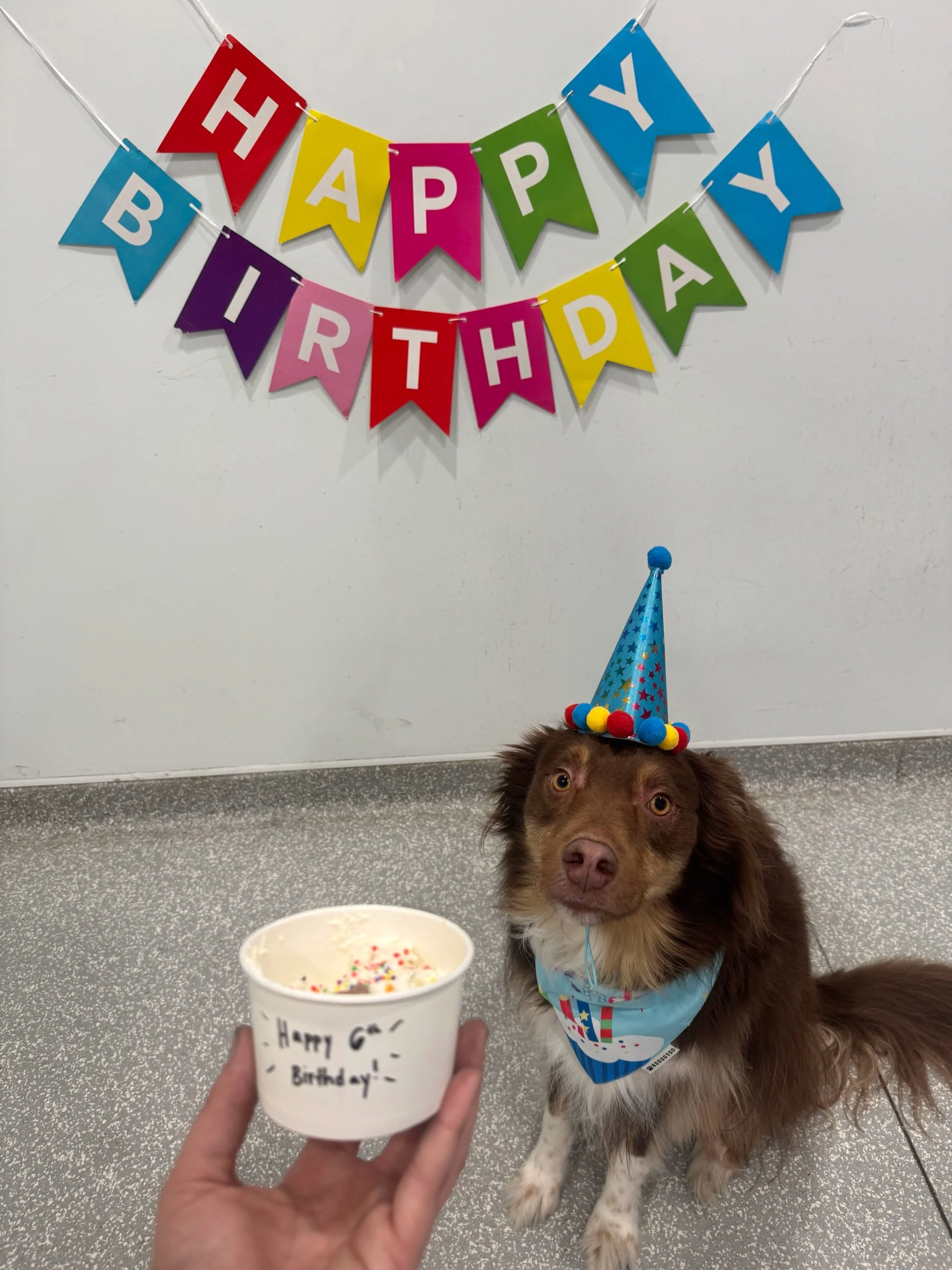 Happy 6th birthday to Sultan who is having a DAY at doggy daycare! Pup cup and a @pushpupofficial  are an awesome way to celebrate!

#barkbarkdaycare #wherecooldogsgo #birthdaypawty #pushpupofficial #signalhill