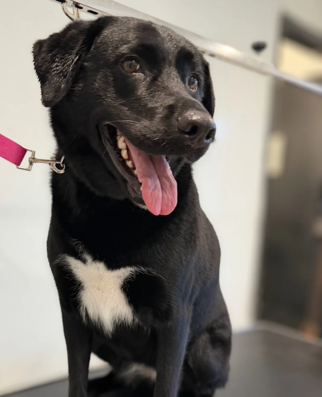 So fresh and so clean clean! Indiana looks and smells fabulous post-groomer sesh. 

Make your dog&rsquo;s appointment in bio. 🗓️

#barkbarkdaycareandgrooming #wherecooldogsgo #groomersofinstagram #sofreshandsocleanclean #signalhill