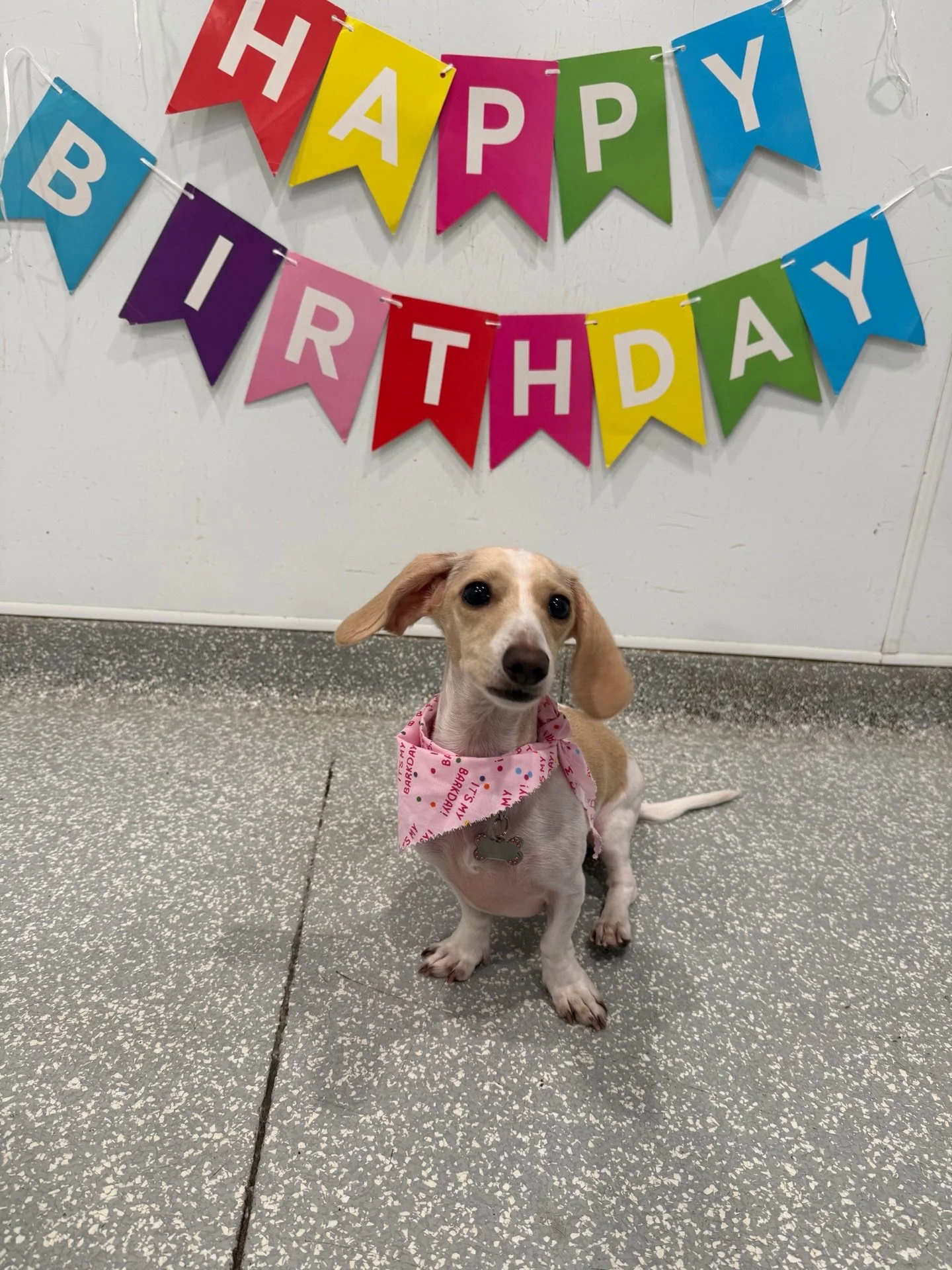 We celebrated Maisie on her birthday! Here are a few snaps from her pawty. 

#barkbarkdaycare #wherecooldogsgo #doggydaycare #birthdaypawty #signalhill