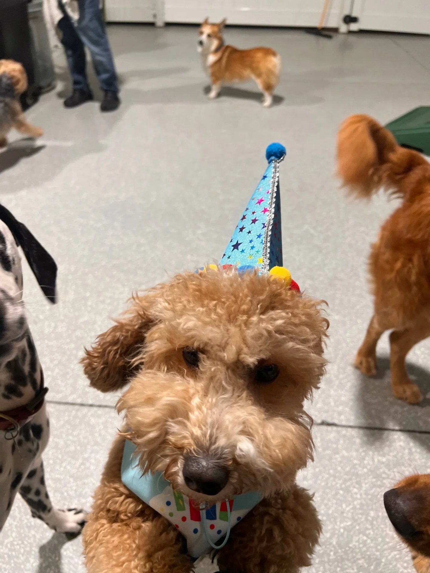 Happy birthday to Psalms! He just turned 1 🥳🎉

#barkbarkdaycare #wherecooldogsgo #birthdaypawty #psalmsturnsone #signalhill