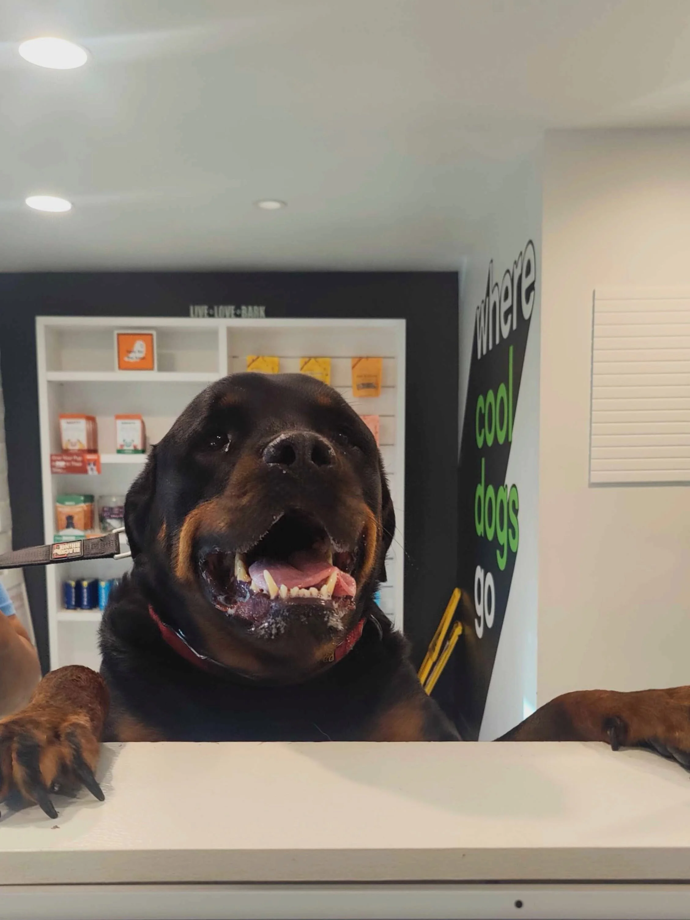 Brady is excited for his bath and to hang out with his groomer bestie, Marlon 😊

#barkbarkdaycareandgrooming #groomersofinstagram #bathtime #spawday #signalhill