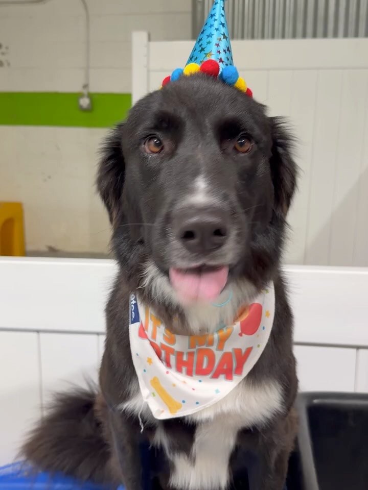 Happy birthday to Tzintun who just turned 2️⃣ years old 🥳

#barkbarkdogdaycare #wherecooldogsgo #doggydaycare #birthdaypawty #signalhill