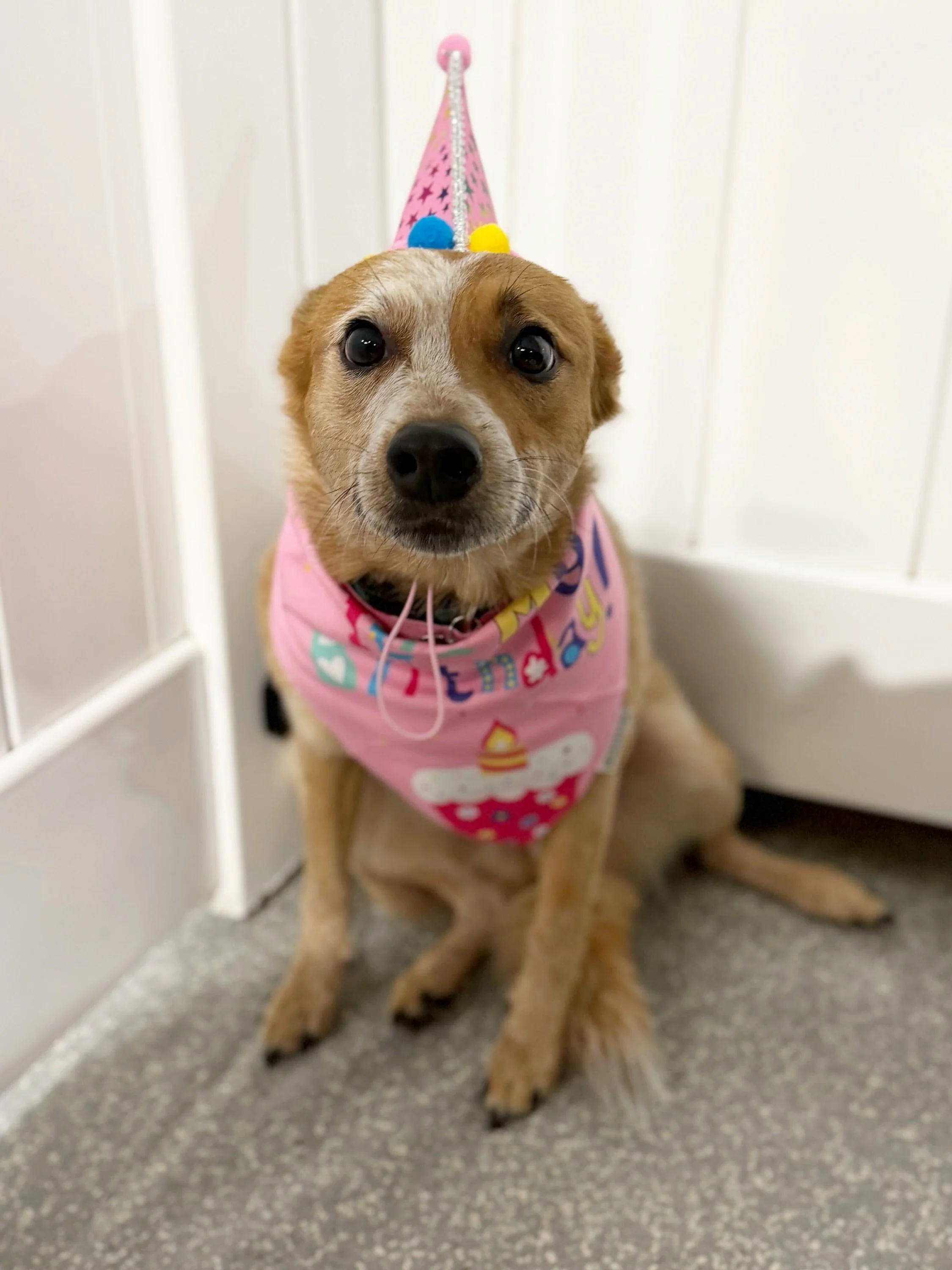 We have another ♎️ birthday in the house!

Happy birthday to &ldquo;Cali Calliope&rdquo; turning 3 years old this week! Thanks for hanging with us on YOUR day! 🆓 

#barkbarkdogdaycare #doggydaycare #birthdaypawty #spendthedayatbarkbark #signalhill