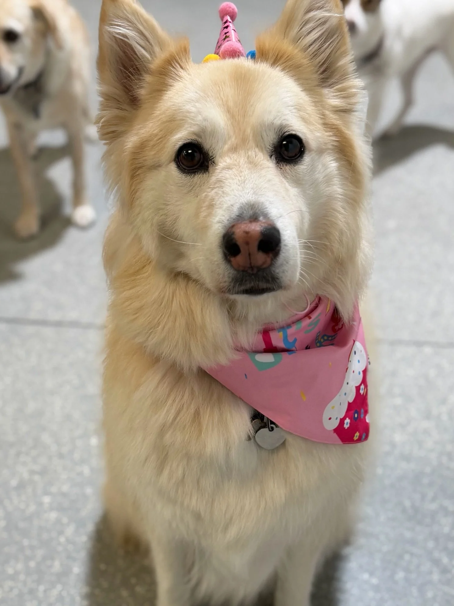 Happy 9th Birthday to Stella Girl 💝 

#barkbarkdaycare #wherecooldogsgo #doggydaycare #freebirthdaypawty #signalhill