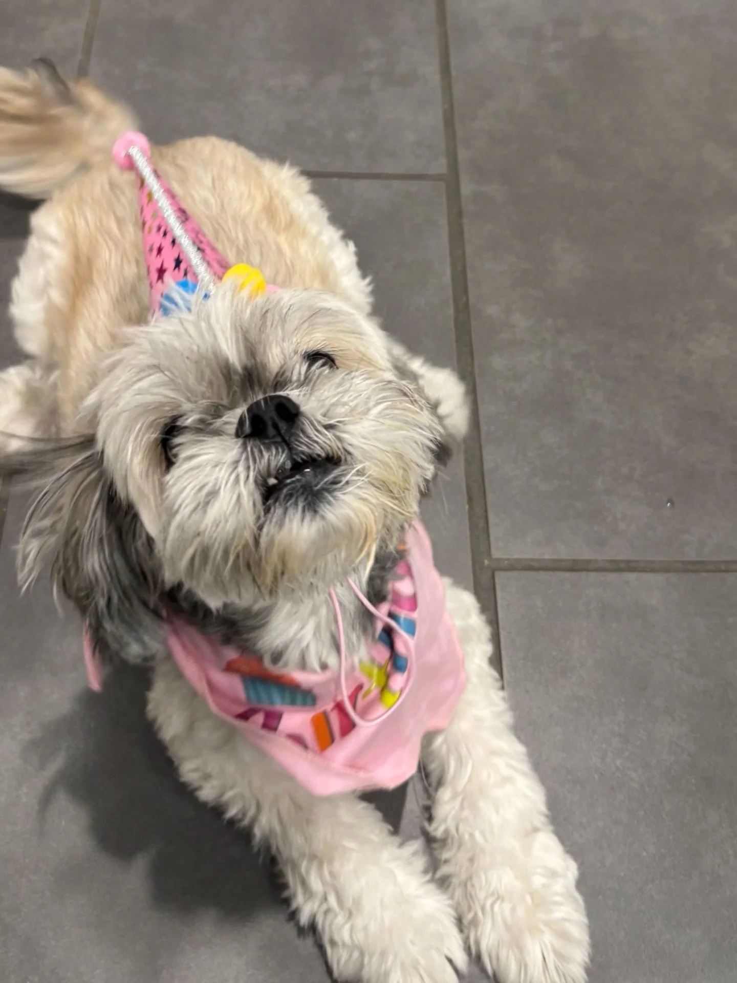 Happy 10th birthday to sweet girl Jasmin🌸🌸🌸

#barkbarkdaycare #wherecooldogsgo #freebirthdaypawty #pawtylikeitsyourbirthday #signalhill