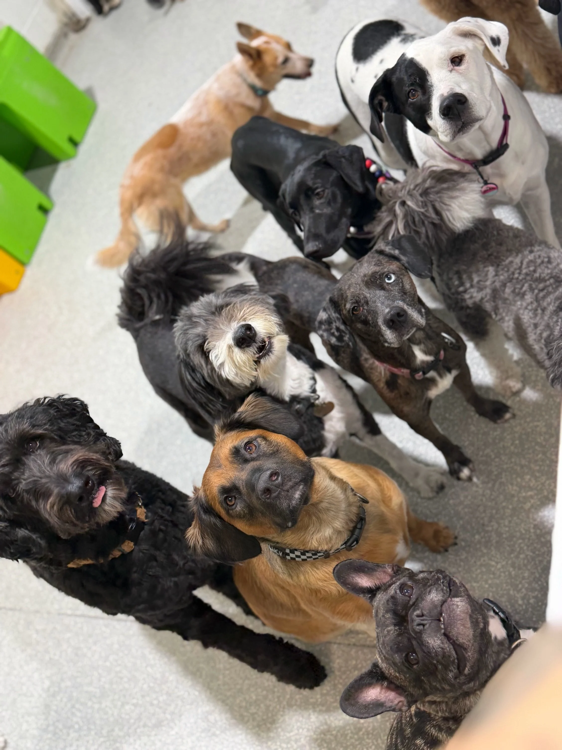 ↩️ When the treats come out everyone pays very close attention 👀

#barkbarkdaycare #doggydaycare #wherecooldogsgo #treattime #signalhill