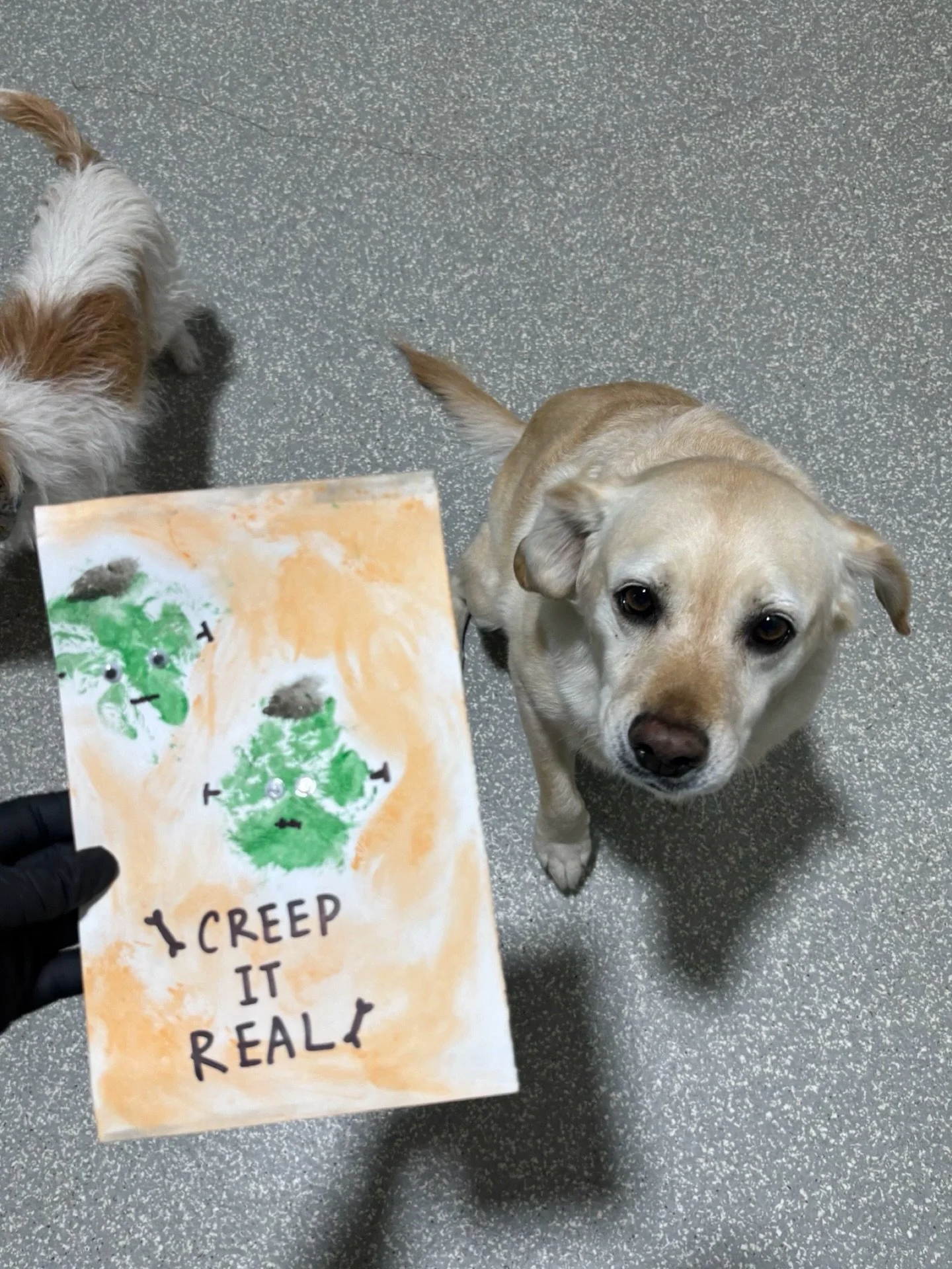 𝗯𝗮𝗿𝗸𝘀 𝗻&rsquo; 𝗰𝗿𝗮𝗳𝘁𝘀 got a spooky twist today! 👻

Scroll to see our pups&rsquo; paws at work creating some Halloween-inspired artwork 🐾 

#barkbarkdaycare #wherecooldogsgo #dogdaycare #barksncrafts #signalhill