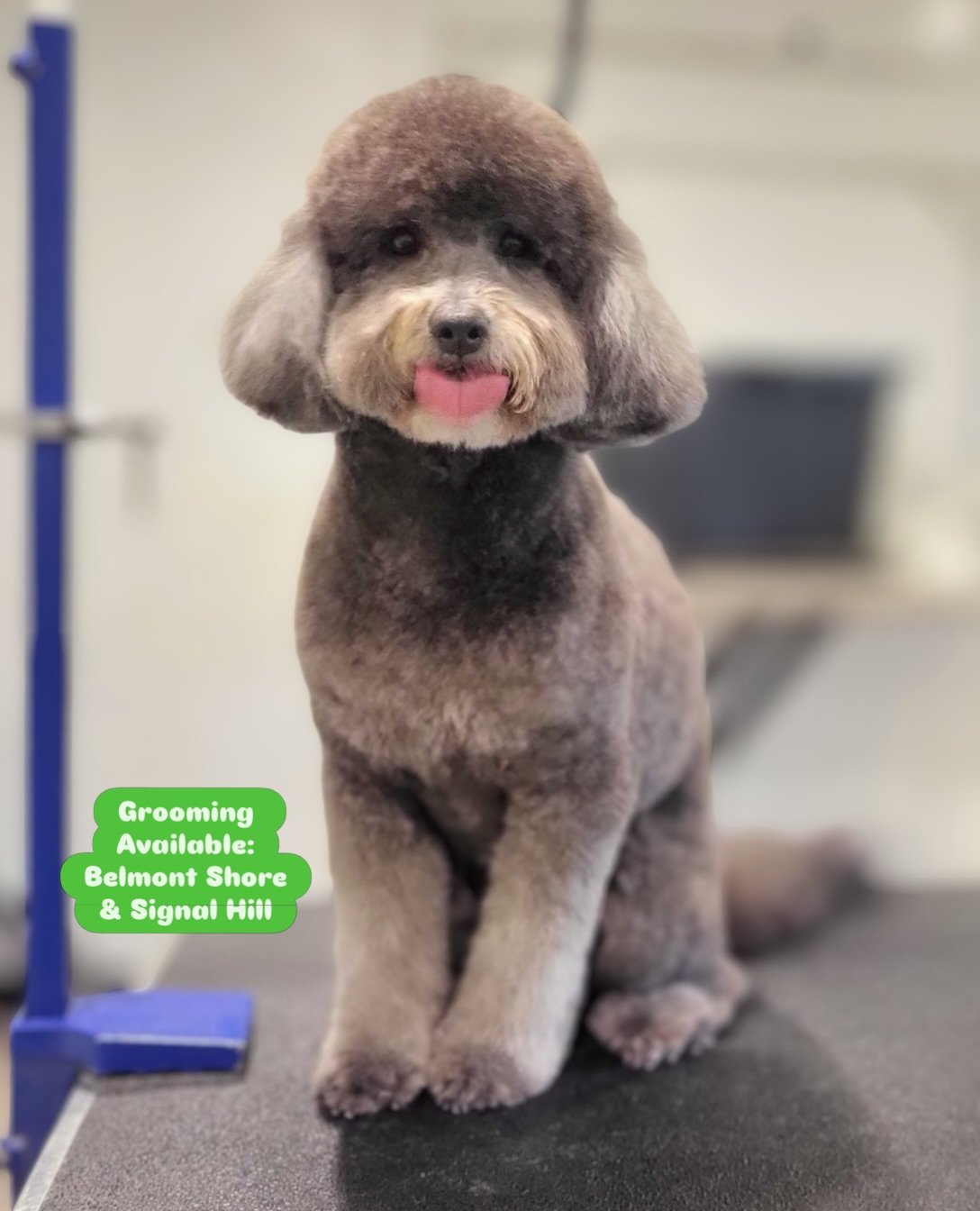 Friday fluff and feeling fabulous! 

📍 Grooming available at BOTH bark! bark! locations:

Belmont Shore: (562) 200-0275
Signal Hill: (562) 427-3655

Book your pup&rsquo;s next spaw day and let us handle the glow-up! Link in bio 🔗

#barkbarkdaycarea