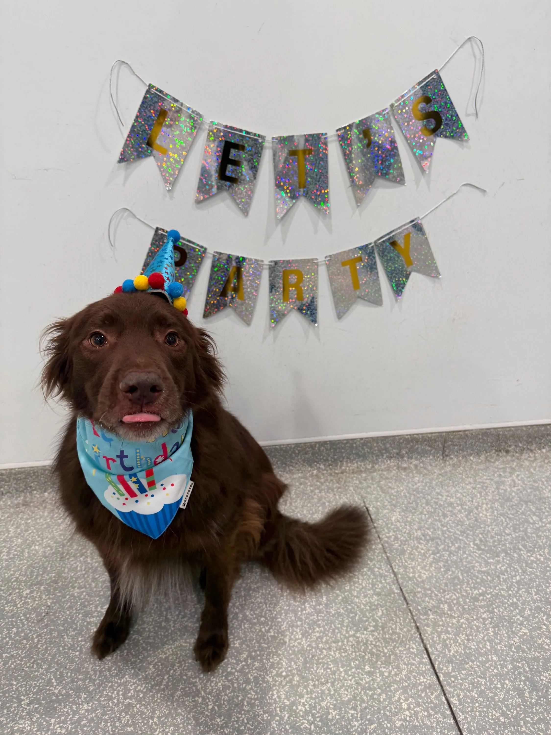 Happy 5th Birthday to our Norman 🥳 He earned 🆓 daycare today for having his pawty with us! 

#barkbarkdaycare #wherebirthdayboysgo #pawtytime #happybirthdaytonorman #signalhill