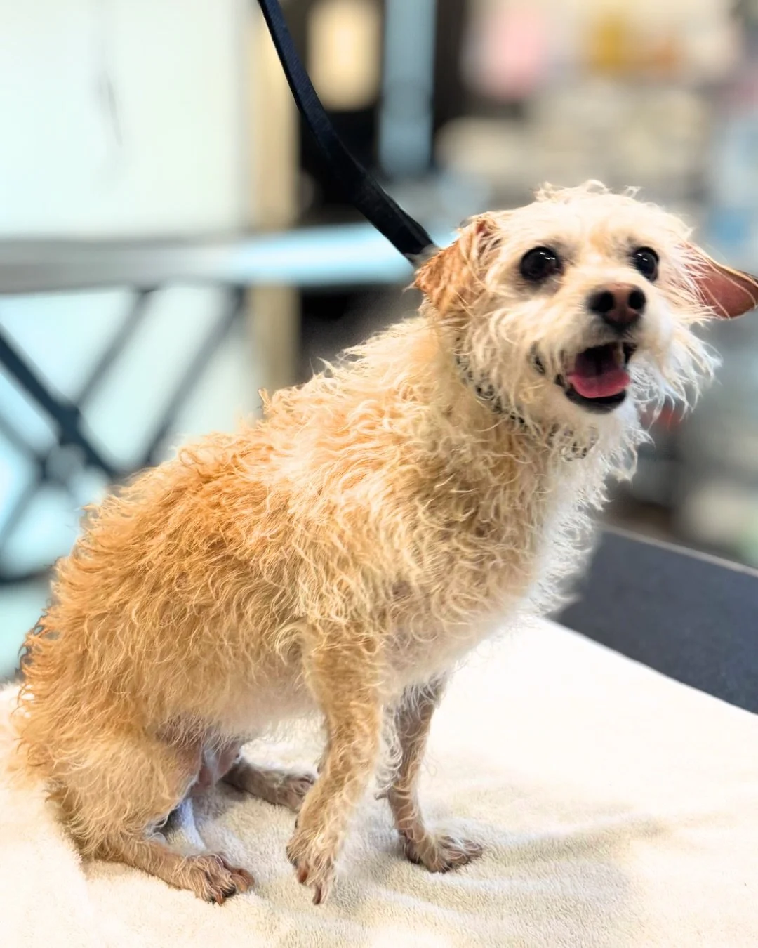 Some happy pups on the grooming table this morning here in #signalhill

Book your pup&rsquo;s spaw day! 🔗 in bio 

#barkbarkdaycareandgrooming #dogspawday #groomersofinstagram #pupmakeover
