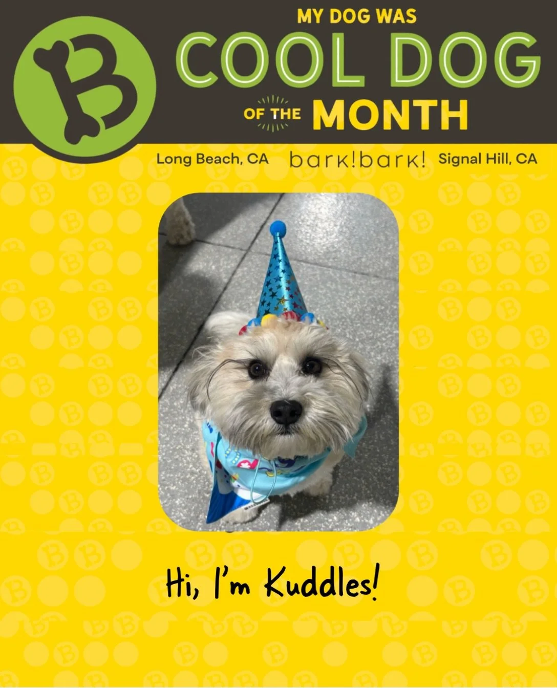 Hi I&rsquo;m 𝗞𝘂𝗱𝗱𝗹𝗲𝘀! I&rsquo;ve got a spunky personality and a whole lot of love to share! I make my entrance known with a cheerful bark and keep everyone entertained. ⁣
⁣
Life&rsquo;s more fun with a little Kuddles energy! 🥰

#barkbarkdayca