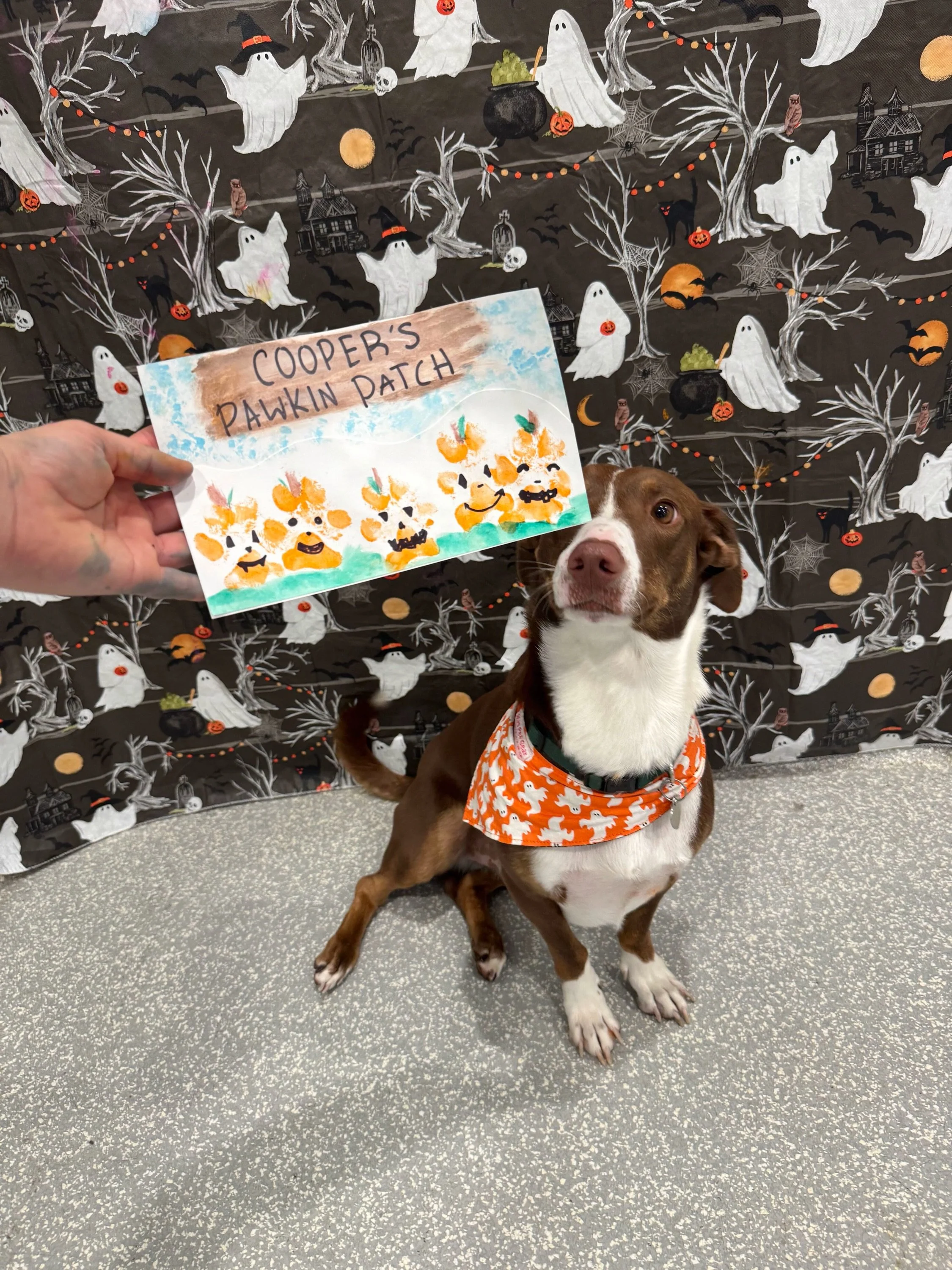 Move over, Pawcasso, we&rsquo;ve got some talented pups in the house. 

Check out these pawsome barks n&rsquo; crafts creations made by some of our resident artist pups! 

#barkbarkdaycareandgrooming #wherecooldogsgo #barksncrafts #pawsomeart #signal