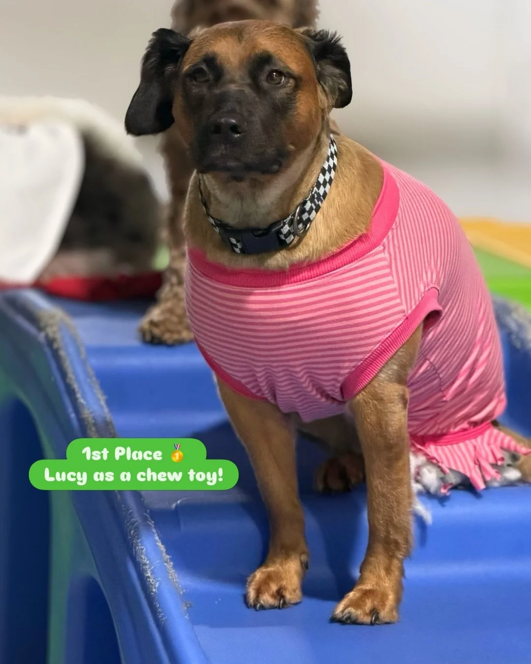 🥁🥁&hellip;our contest winners are..🥁🥁

In first place, Lucy! With her creative costume as a chewed up dog toy! 🥇

#barkbarkdaycareandgrooming #wherecooldogsgo #halloweendogs #costumeparty #signalhill 

In second place 🥈&hellip;Ava!! 
She&rsquo;
