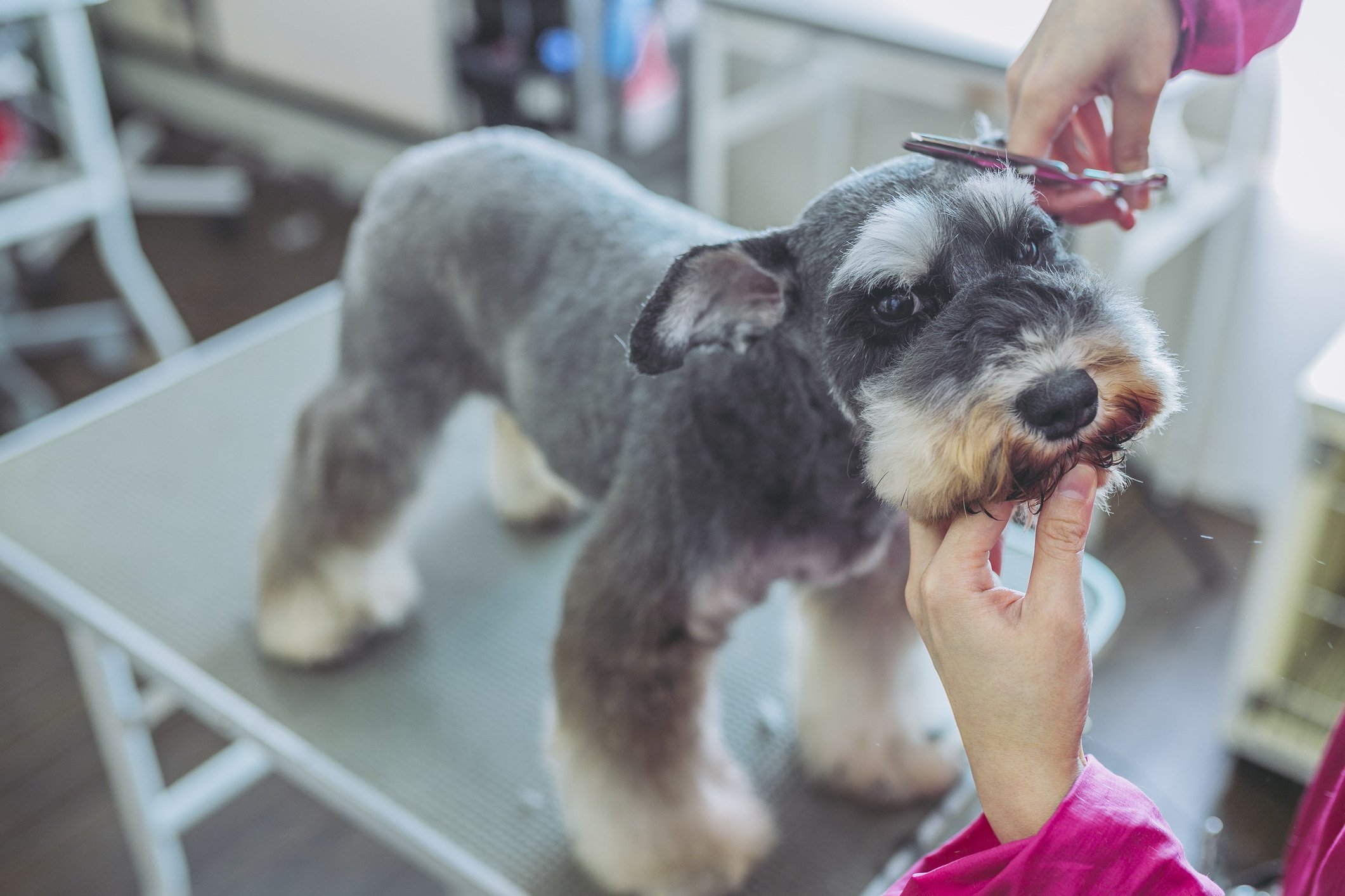 Schnauzer dog getting their face trimmed. dog bath,  dog cut, Long Beach CA