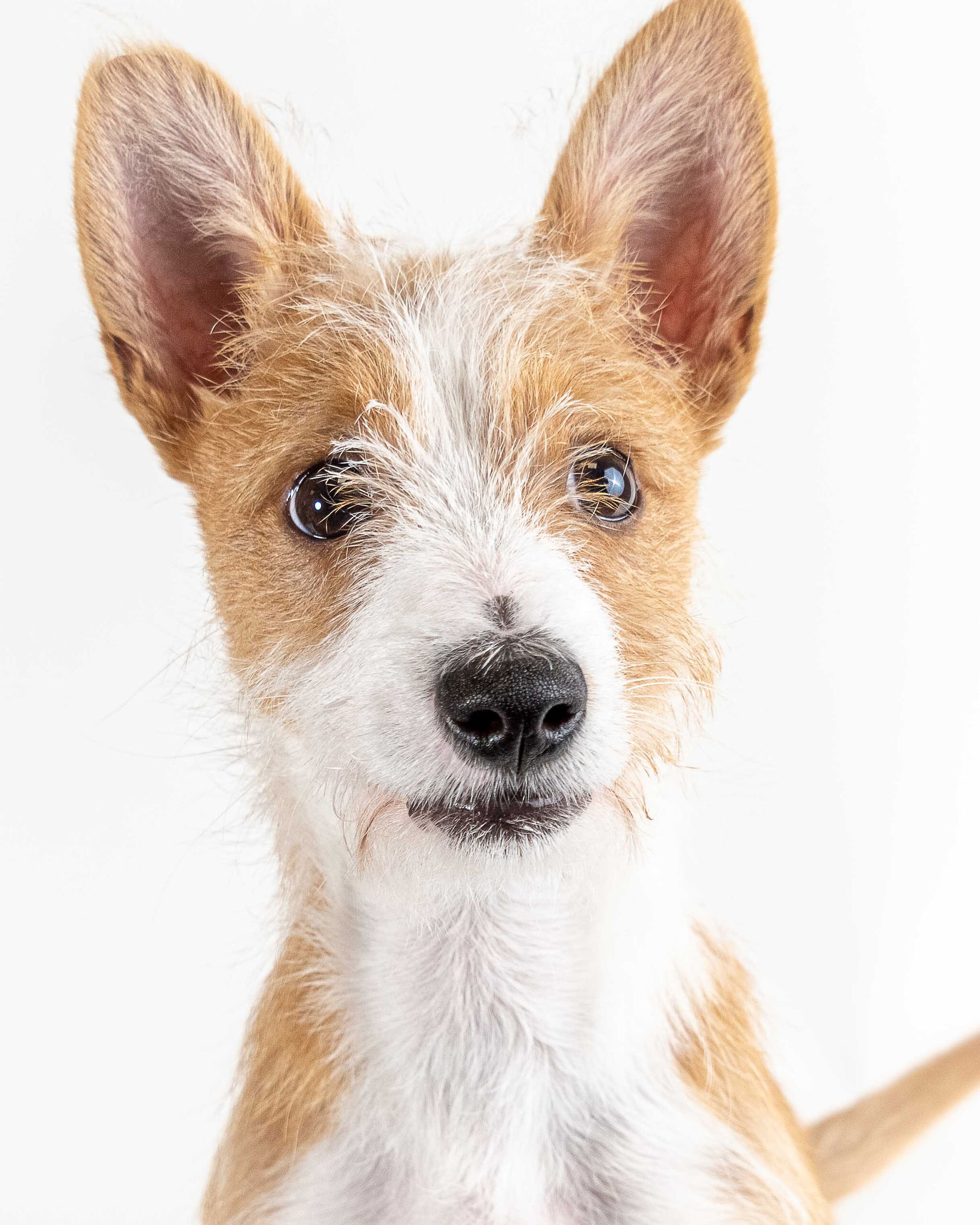 Gustaf (Gus/Goose) is a Portuguese Podengo Pequeno, a natural model that loves to play and run around. He's a goofy boy that enjoys sports like barn hunt and being in front of the camera.