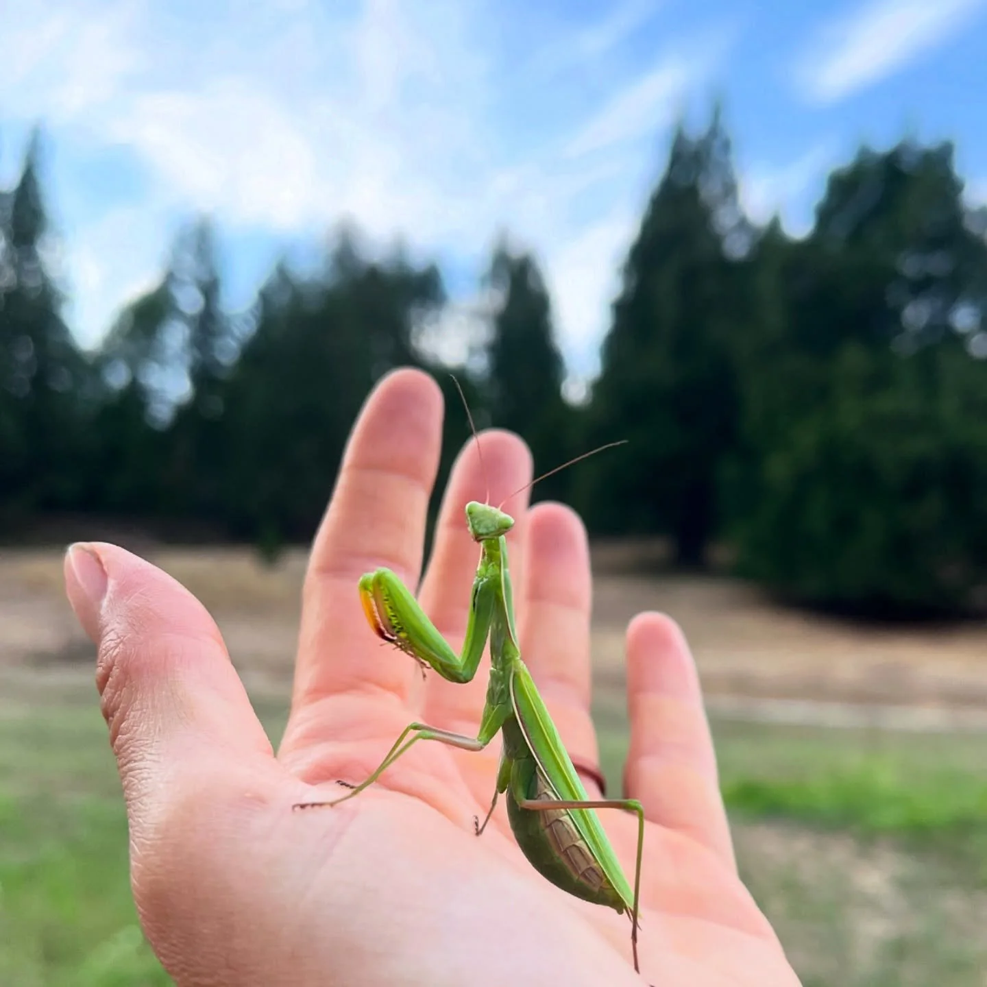 oh hey girl heyyyyy #mantisseason