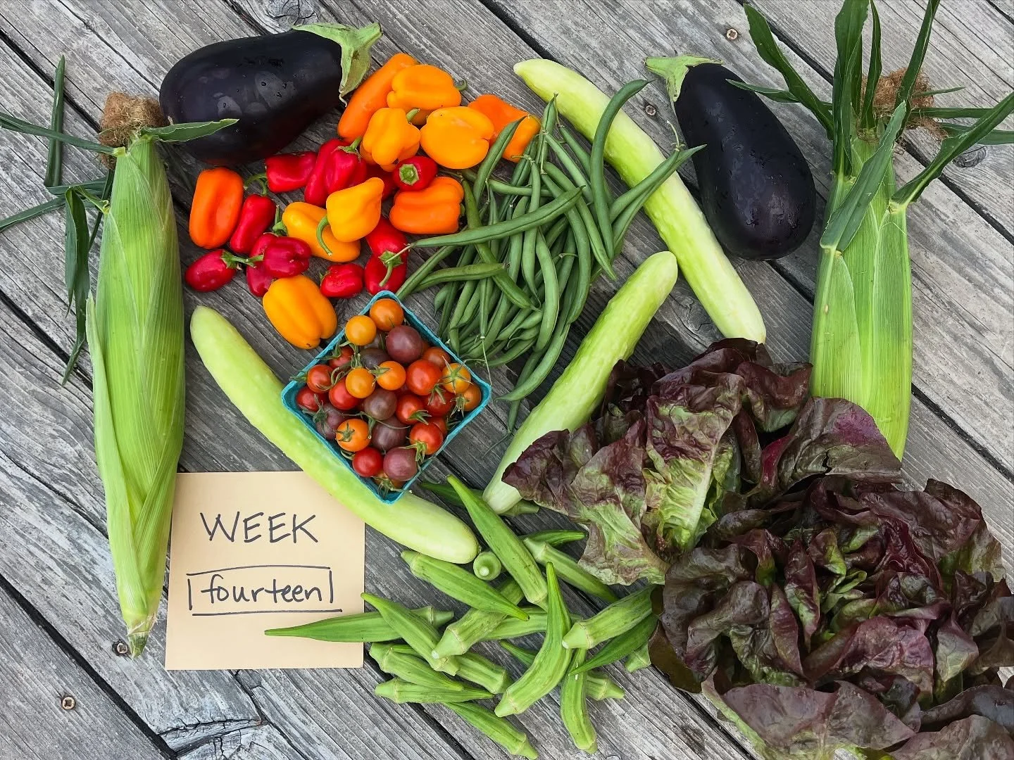 CSA WEEK 14 of 22
box contents:
FULL SHARE
red butter lettuce
green beans
sweet corn
cucumbers
eggplant
okra
cherry tomatoes
snack peppers
HALF SHARE
sweet corn
cucumber
eggplant
cherry tomatoes
snack peppers
pick-ups:
WEDNESDAY 9/3
>>12-5