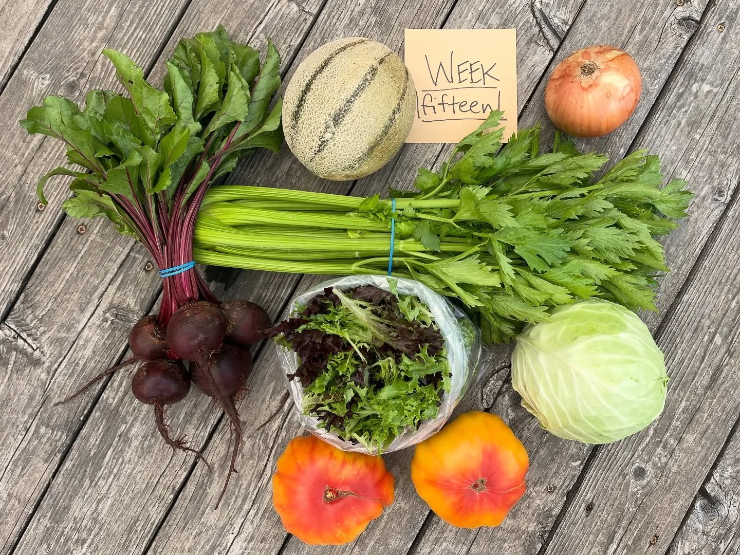 CSA WEEK 15 of 22

box contents:

FULL SHARE
salad greens
green cabbage 
celery
tuscan melon
[giant yellow] heirlooms
red beets
sweet onion

HALF SHARE
green cabbage 
[giant yellow] heirloom
red beets
sweet onion

pick-ups:

WEDNESDAY 9/10
&gt;&gt;12