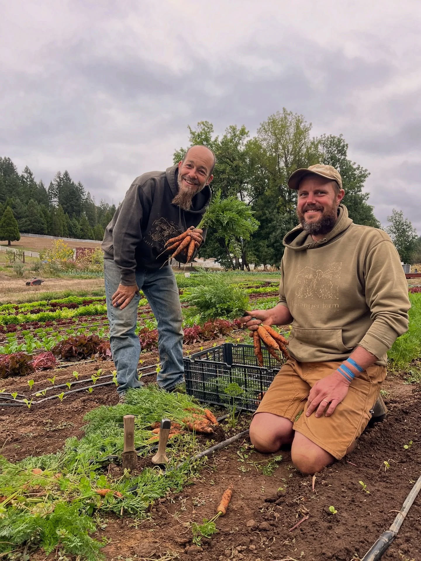 jason and matt got out there first thing to check on the next succession of CARROTS because we know y’all have been missing them! they’re just starting to size up so they got to bunching and we’ll be bringing as many as are ready wi