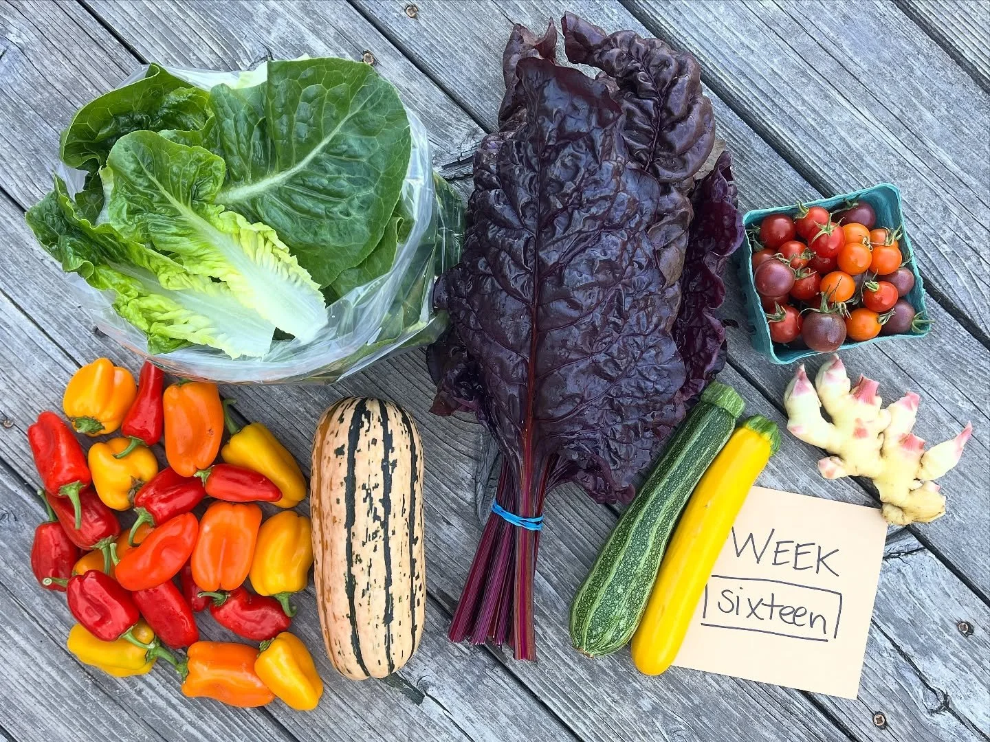 CSA WEEK 16 of 22
box contents:
FULL SHARE
little gems romaine
firebird chard
delicata
snack peppers 
cherry tomatoes
zucchini
fresh ginger
HALF SHARE
little gems romaine
firebird chard
delicata
fresh ginger
pick-ups:
WEDNESDAY 9/17
>>12-5