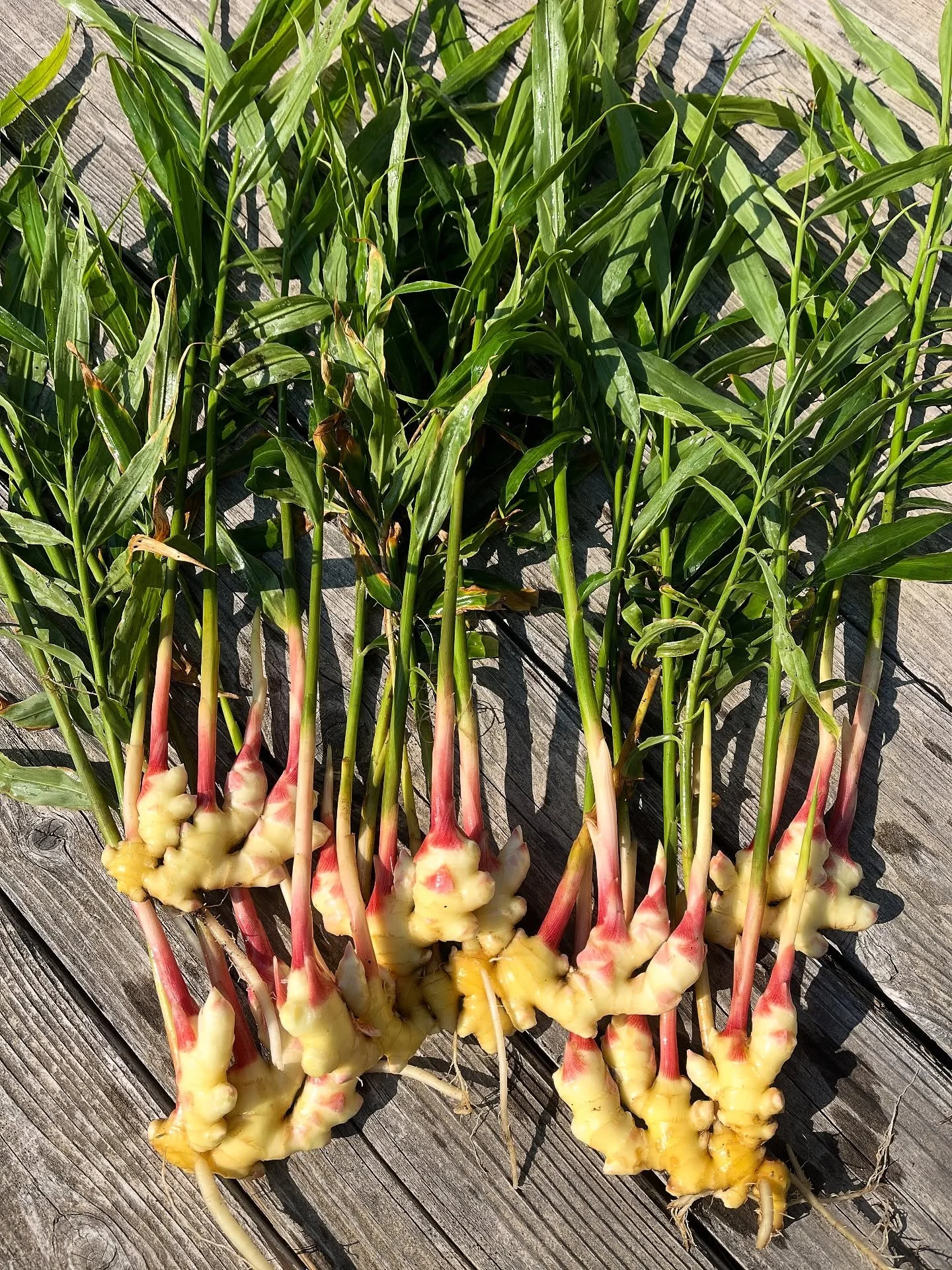 it’s that very special time of year—FRESH GINGER SEASON is here and now!! and this particular crop is looking remarkably lush and healthy, so we’re more than stoked to start unearthing this magnificent rhizome and bring it to @umpqu