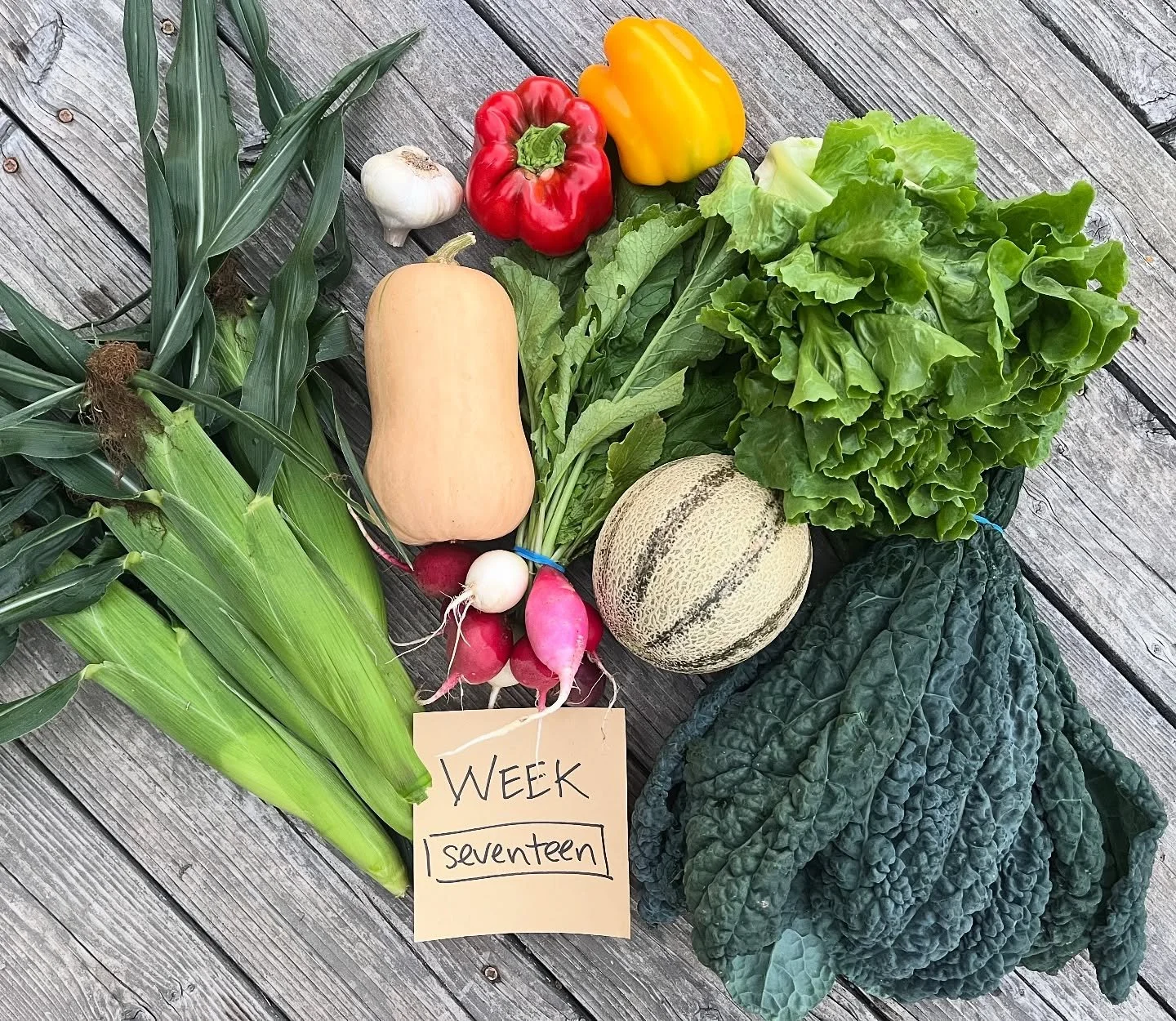 CSA WEEK 17 of 22
box contents:
FULL SHARE
escarole
lacinato kale
sweet corn
butternut squash
tuscan melon
sweet bell peppers
easter egg radishes
garlic
HALF SHARE
sweet corn
butternut squash
tuscan melon
sweet bell peppers
pick-ups:
WEDNESDAY 9