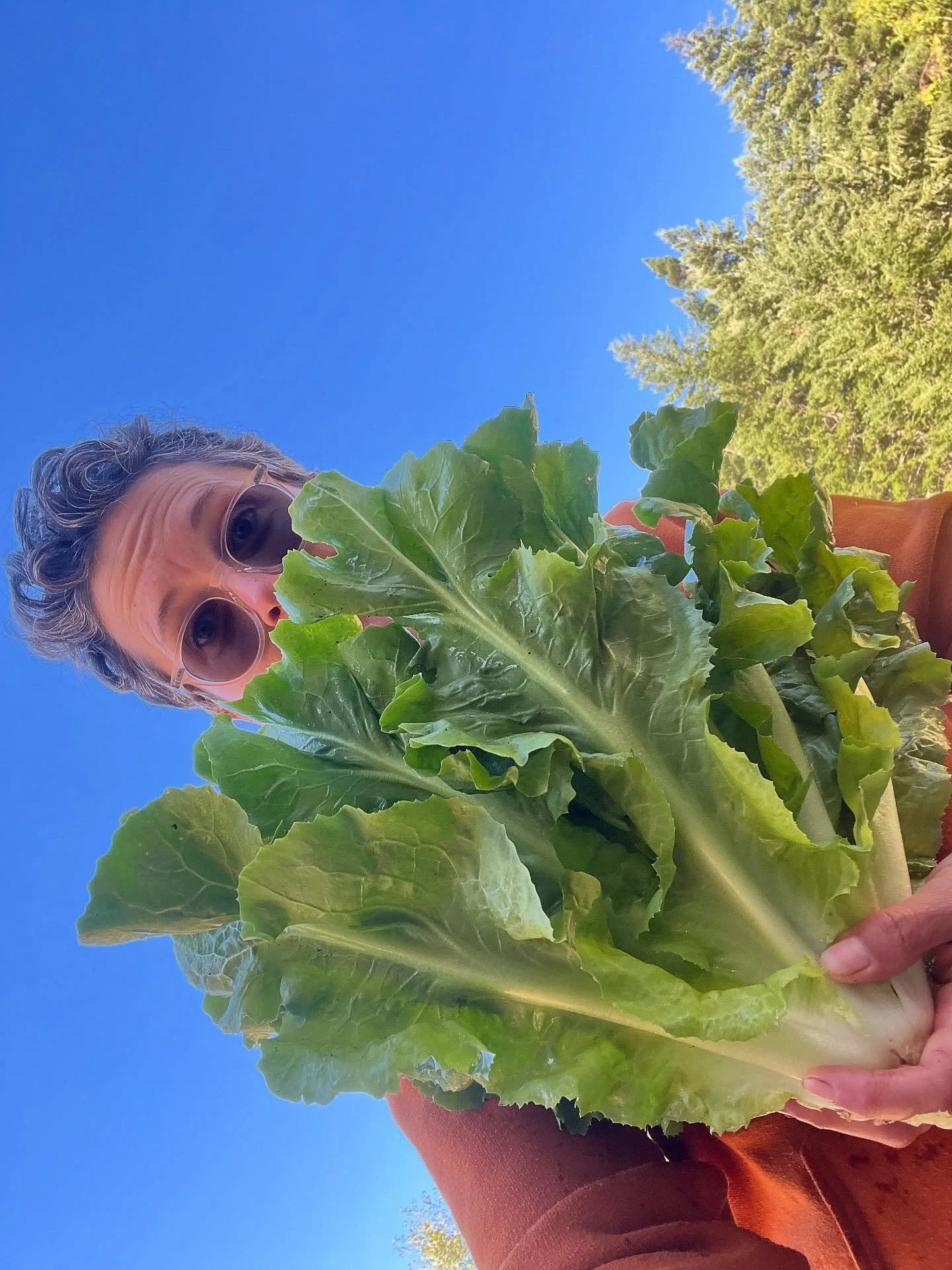 we’re starting to pull some superb heads of ESCAROLE in from the field! we admire this fall chicory for its versatility—totally enjoyable either raw or cooked—and the mild bittersweetness it lends to a dish. as a salad base, it hold