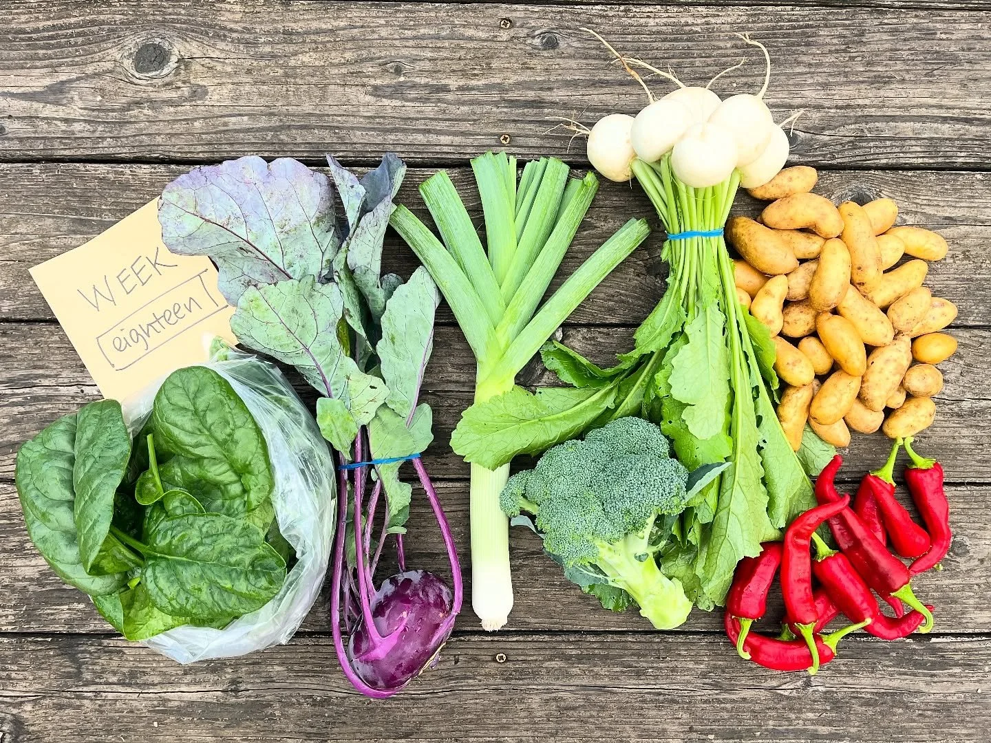 CSA WEEK 18 of 22
box contents:
FULL SHARE
spinach
broccoli
chimayo peppers
hakurei turnips
purple kohlrabi
fingerling potatoes
leek
HALF SHARE
spinach
broccoli
hakurei turnips
leek
pick-ups:
WEDNESDAY 10/1
>>12-5pm @friendsofmyrtlecreekli