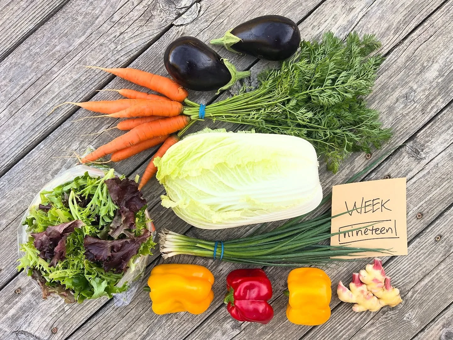 CSA WEEK 19 of 22
box contents:
FULL SHARE
salad greens
napa cabbage
bell peppers
baby eggplant
carrots
fresh ginger
young scallions
HALF SHARE
napa cabbage
bell pepper
carrots
ginger
pick-ups:
WEDNESDAY 10/8
>>12-5pm @friendsofmyrtlecreek