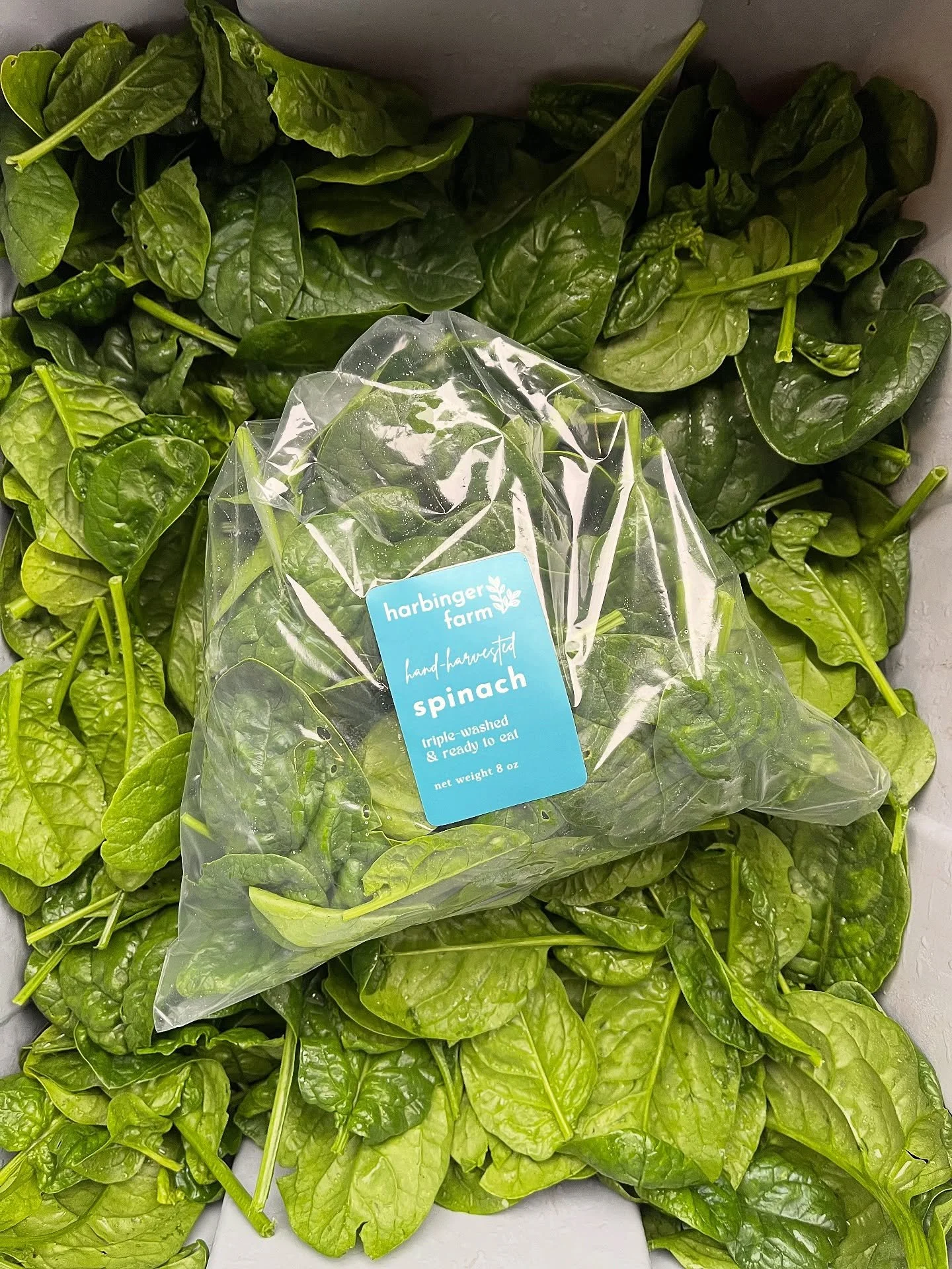 we’re harvesting from an epic fall SPINACH crop right now! we fastidiously hand-cut loose-leaves which get triple-washed in chilly spring water and carefully spun dry. delicate, tender greens succulent with flavor and nutrients, just waiting to