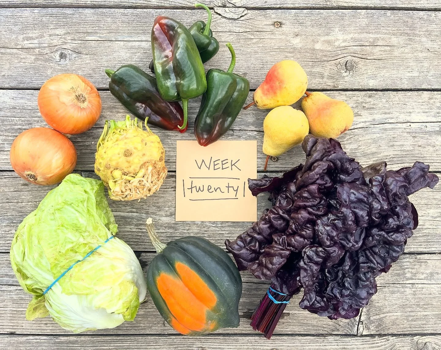 CSA WEEK 20 of 22
box contents:
FULL SHARE
radicchio
firebird chard
celeriac
poblanos
acorn squash 
yellow onions
bartlett pears
HALF SHARE
radicchio
celeriac
acorn squash 
yellow onion
bartlett pears
pick-ups:
WEDNESDAY 10/15
>>12-5pm @fr