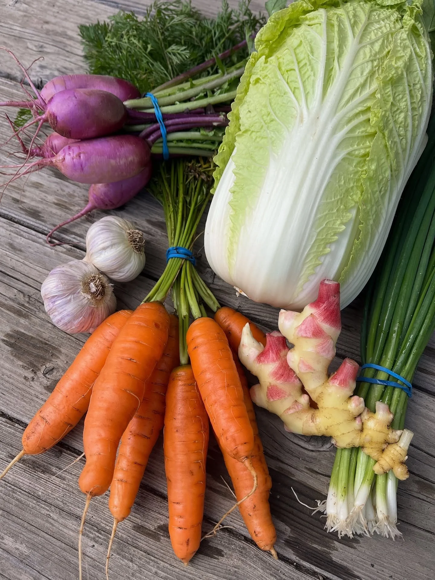 this week we have all the veggie components for the makings of a mean batch of kimchi! NAPA CABBAGE / CARROTS / RADISHES / SCALLIONS / GINGER / GARLIC* —plus other various roots and shoots if you’d like to go non traditional! kimchi is a