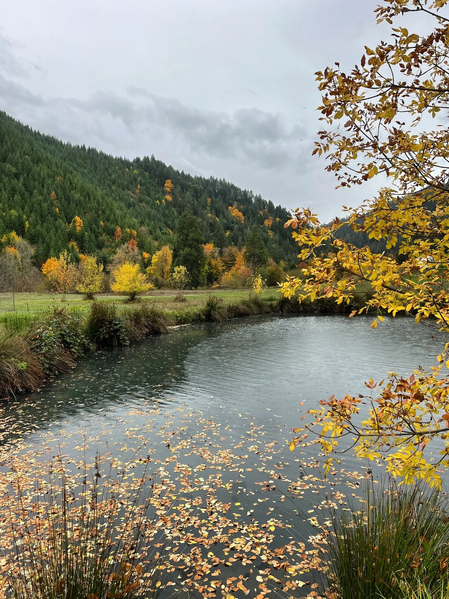 WE’RE TAKING A RAIN CHECK ON MARKET TOMORROW! it’s no fun to put in all the time and effort for little reward, so we’re opting for the high road and taking it easy for matt’s birthday weekend, getting caught up on pepper proce