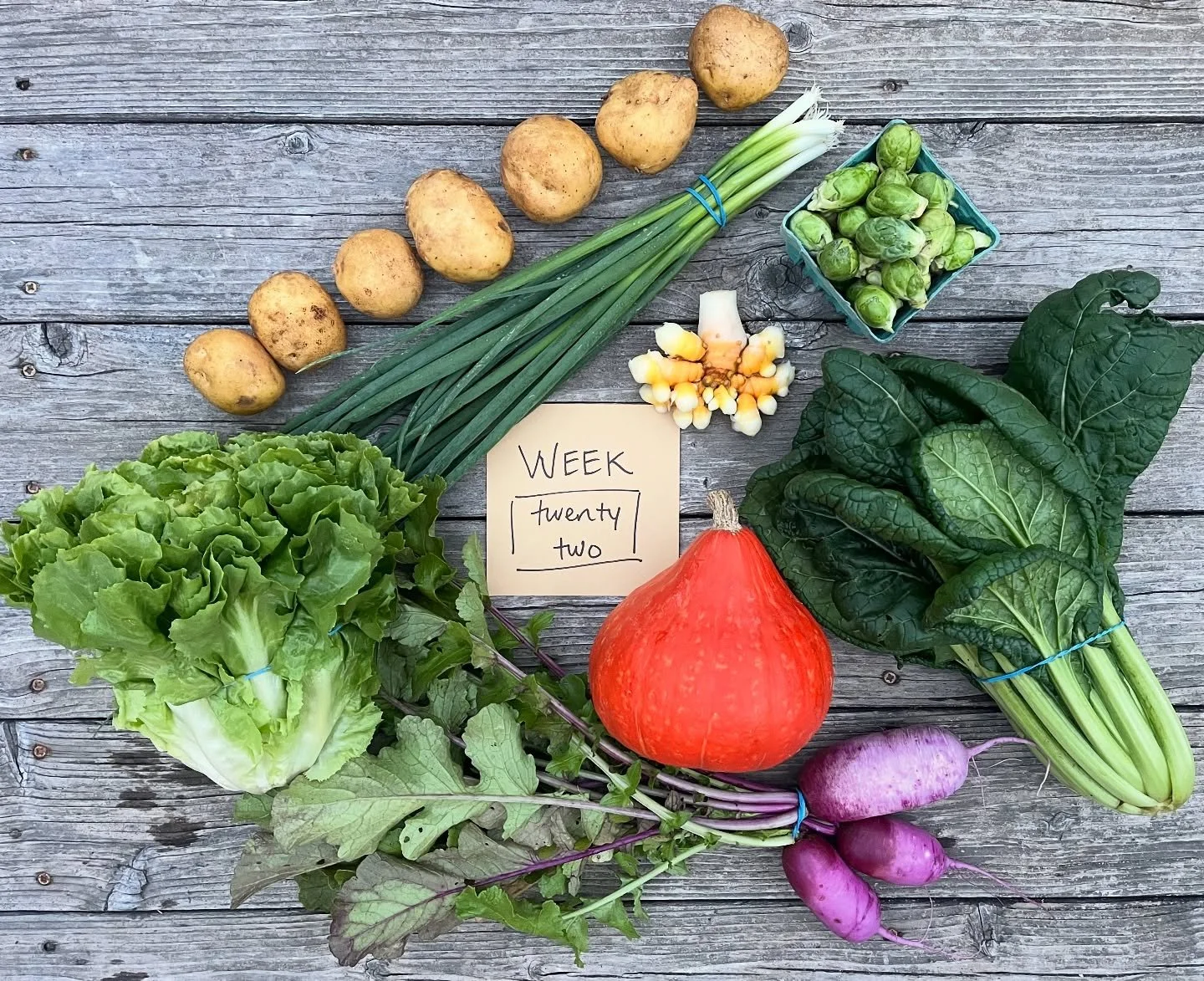 CSA WEEK 22 of 22
season finale!!!
box contents:
FULL SHARE
escarole
tatsoi
brussels sprouts
red kuri squash
gold potatoes
daikon radishes 
scallions
turmeric
HALF SHARE
brussels sprouts
red kuri squash
daikon radishes 
scallions
turmeric
pick-up